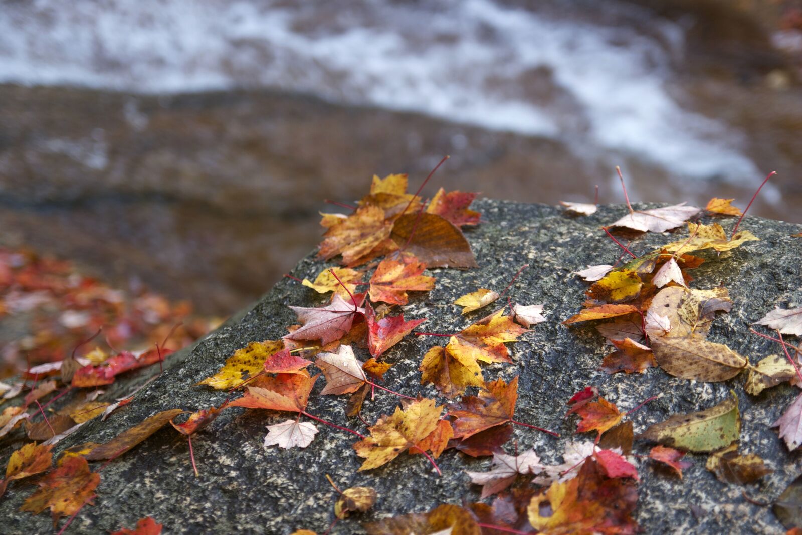 Canon EOS 550D (EOS Rebel T2i / EOS Kiss X4) sample photo. Autumn, creek water, water photography