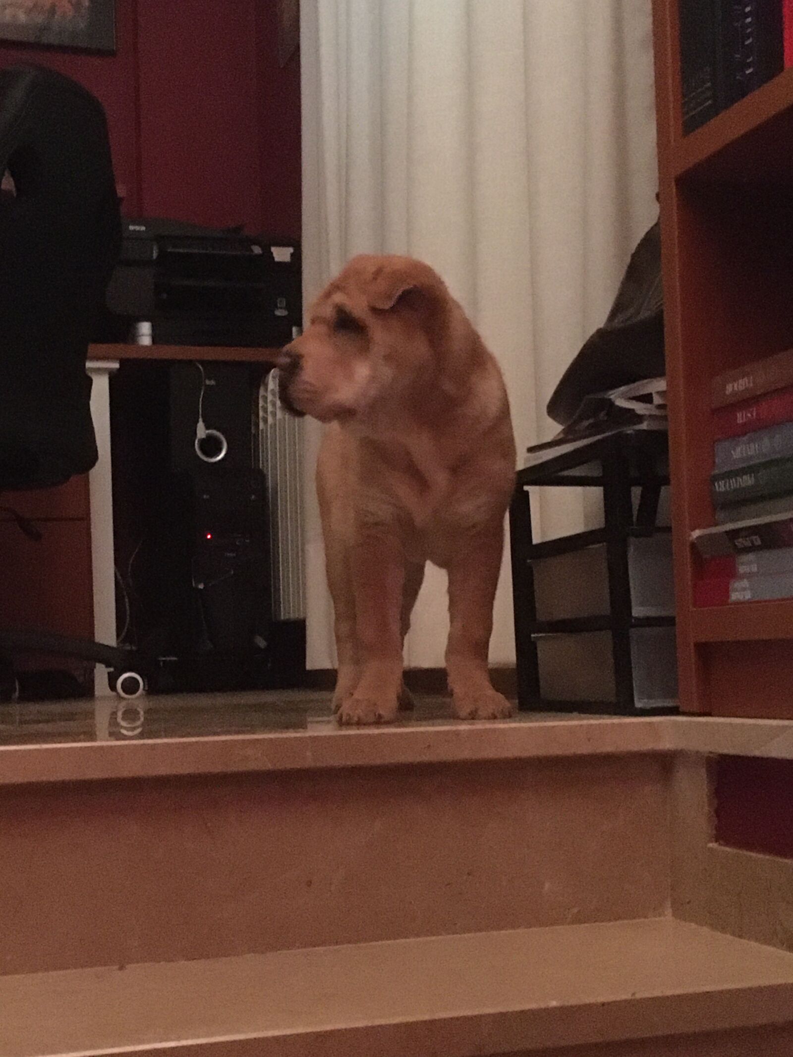 Apple iPhone 6s sample photo. Dog, sharpei, good looking photography