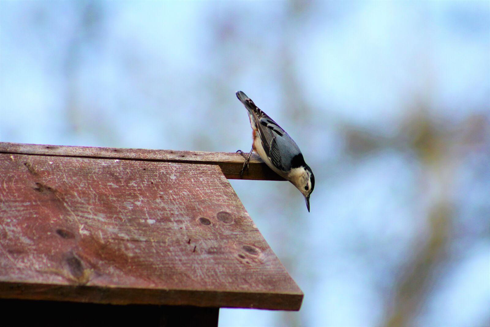 Canon EOS 550D (EOS Rebel T2i / EOS Kiss X4) sample photo. Bird, nature, white breasted photography