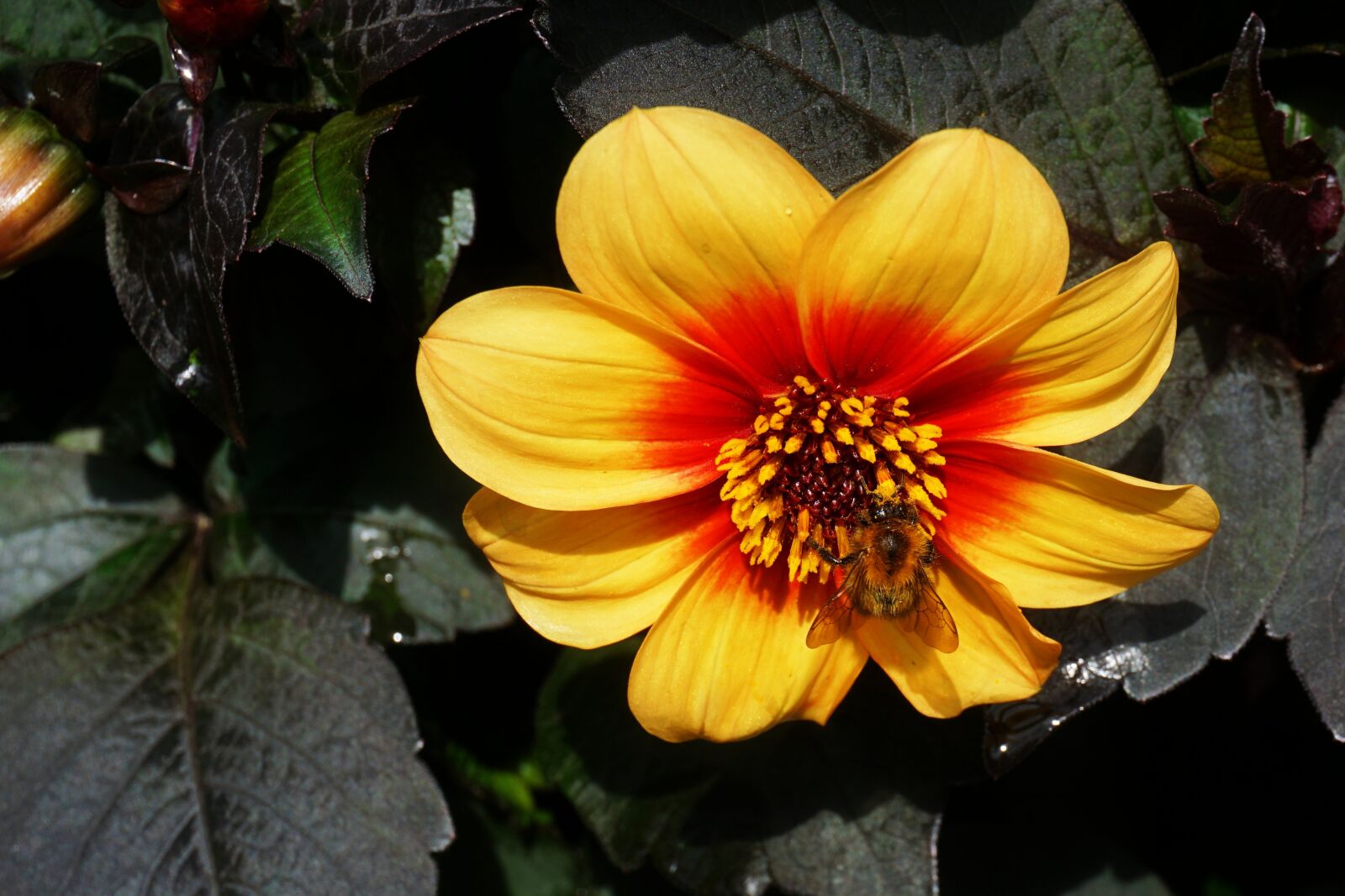 Sony E 16-50mm F3.5-5.6 PZ OSS sample photo. Blossom, bloom, bee photography