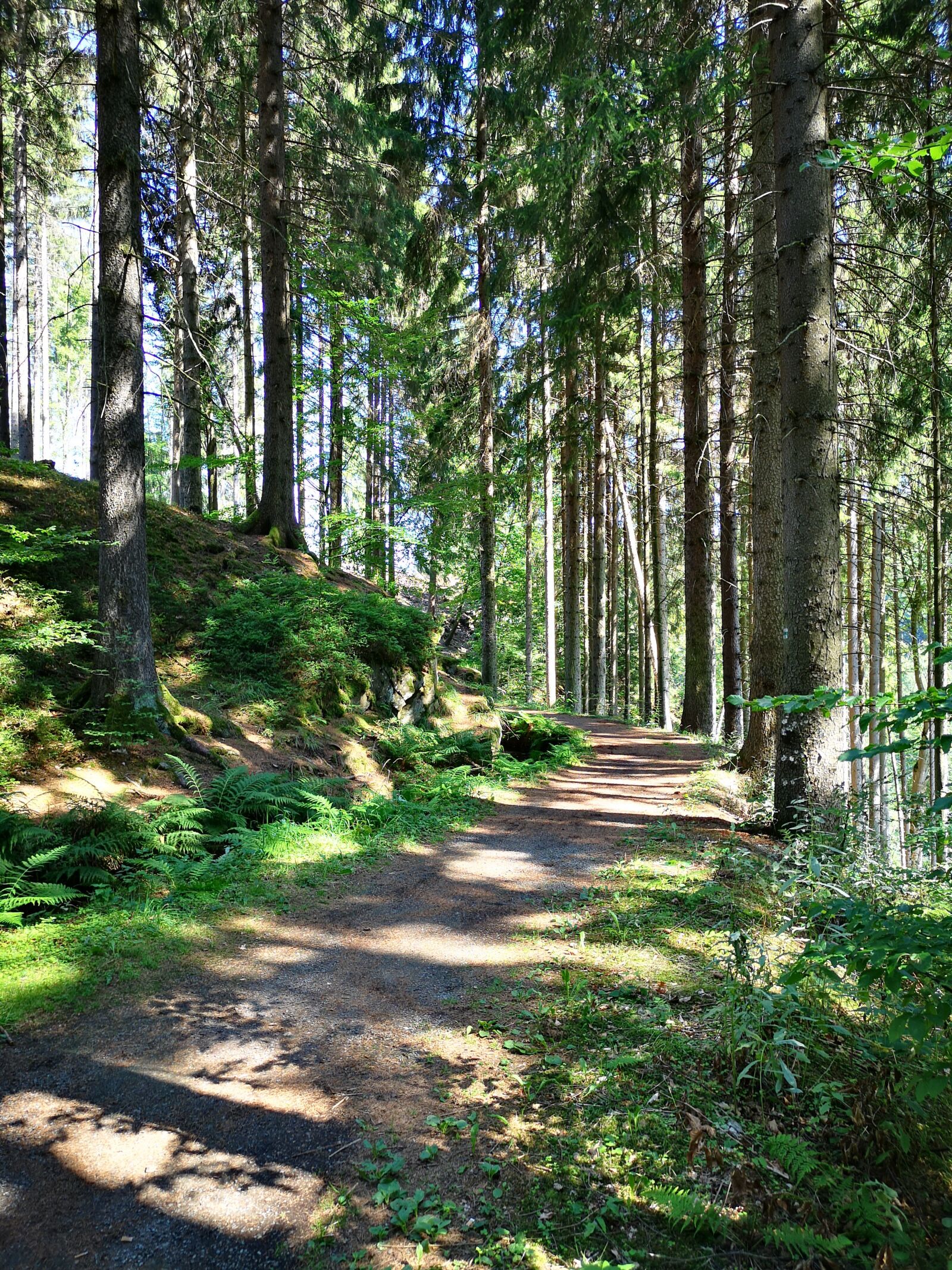 HUAWEI CLT-L09 sample photo. Forest, tree, green photography