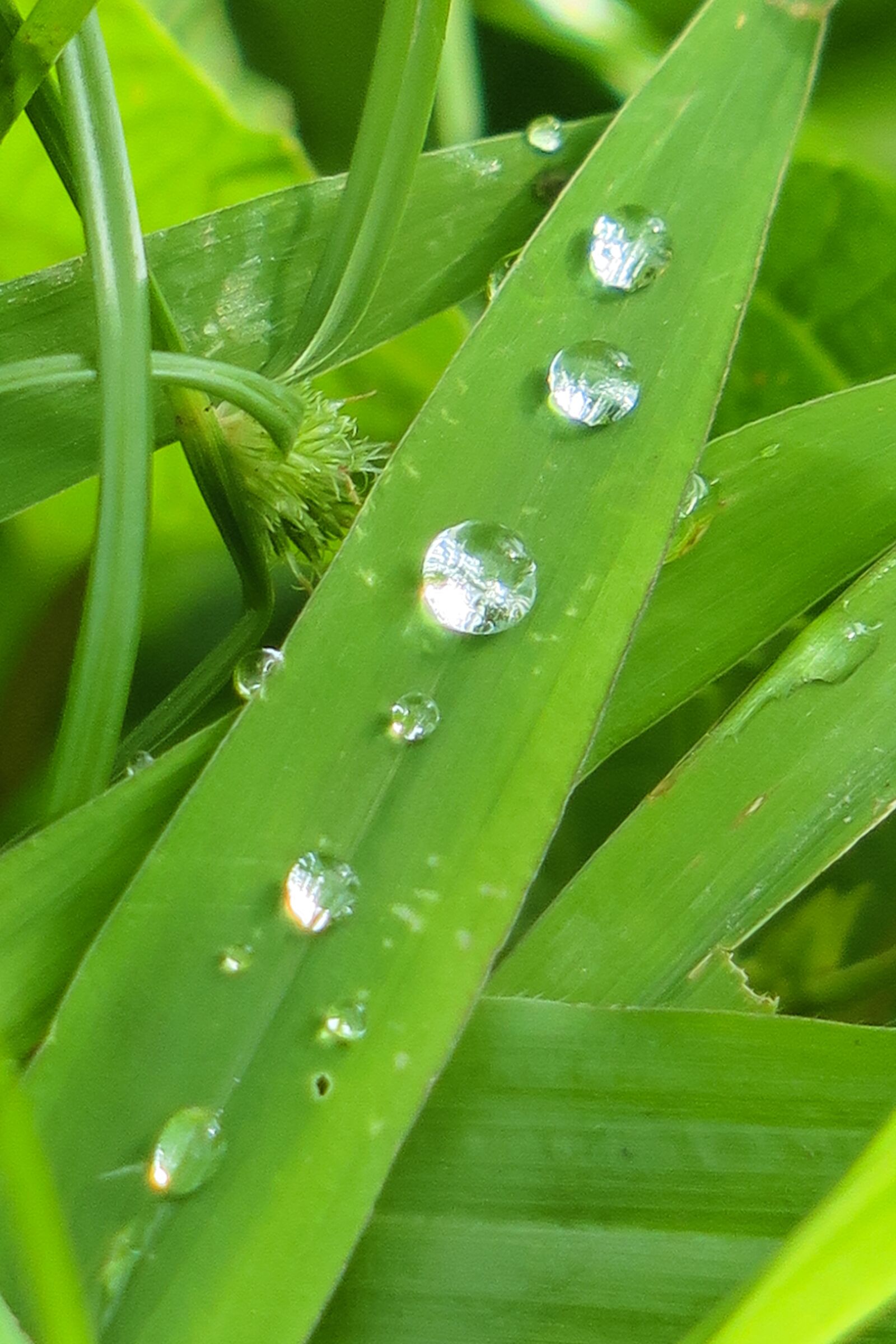 Canon PowerShot G3 X sample photo. Grass, dew, plant photography
