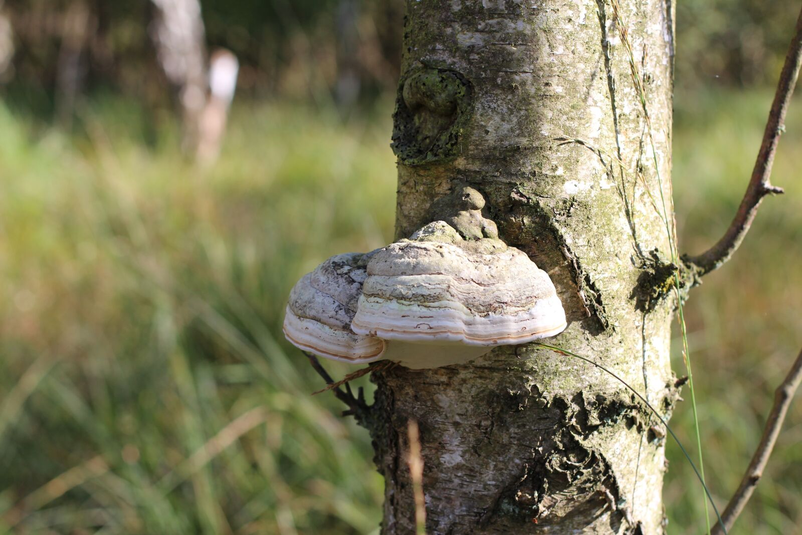Canon EOS 600D (Rebel EOS T3i / EOS Kiss X5) + Canon EF 50mm F1.4 USM sample photo. Tree fungus, mushroom, tree photography