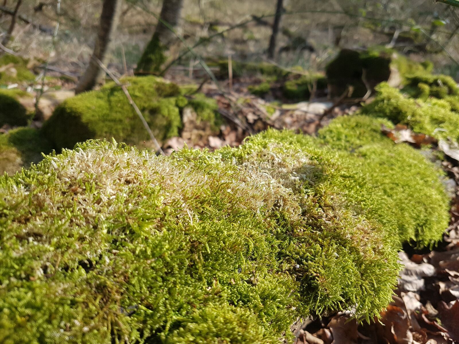 Samsung Galaxy S7 Edge sample photo. Moss, tribe, green photography