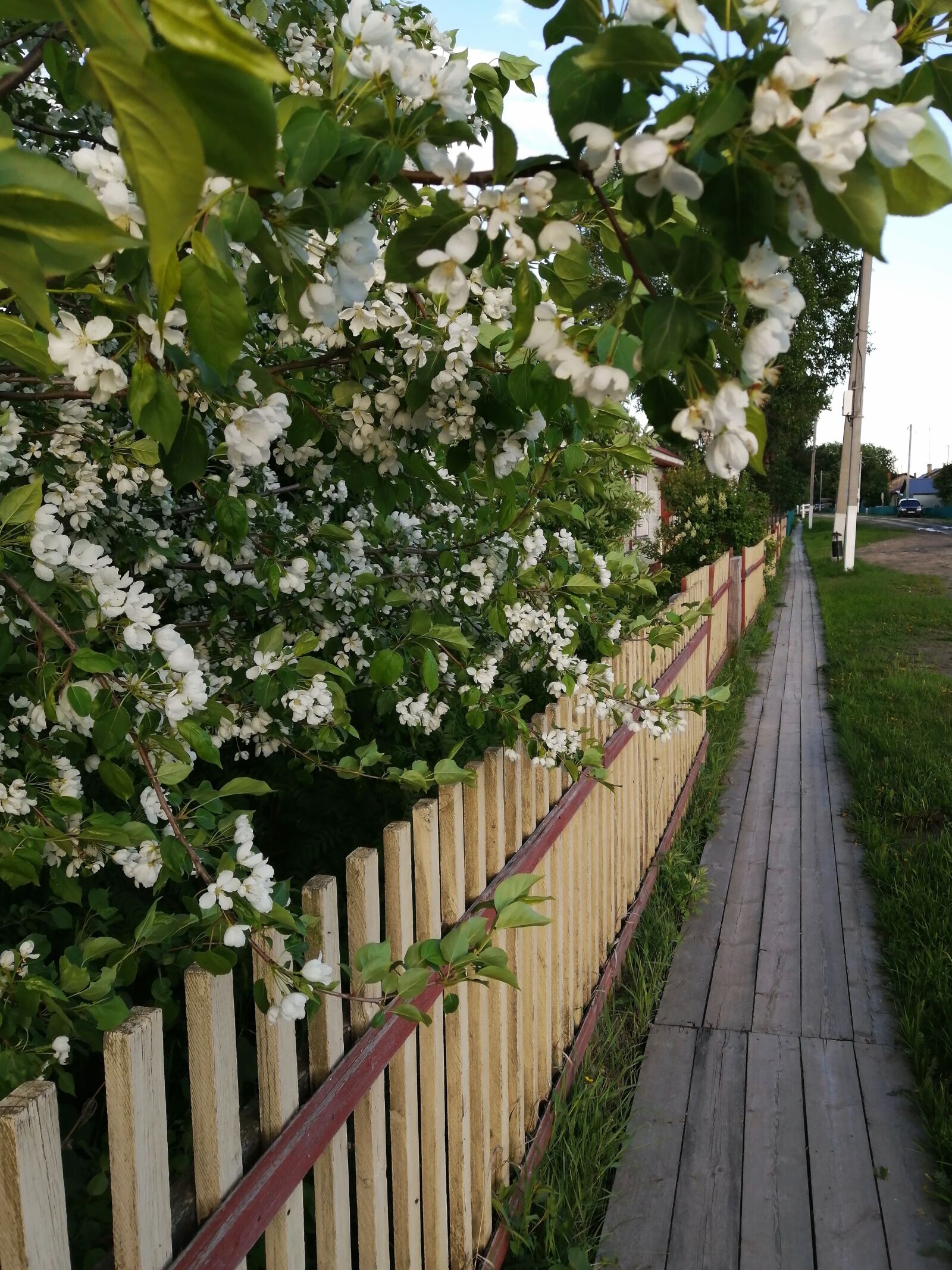 HUAWEI P30 LITE sample photo