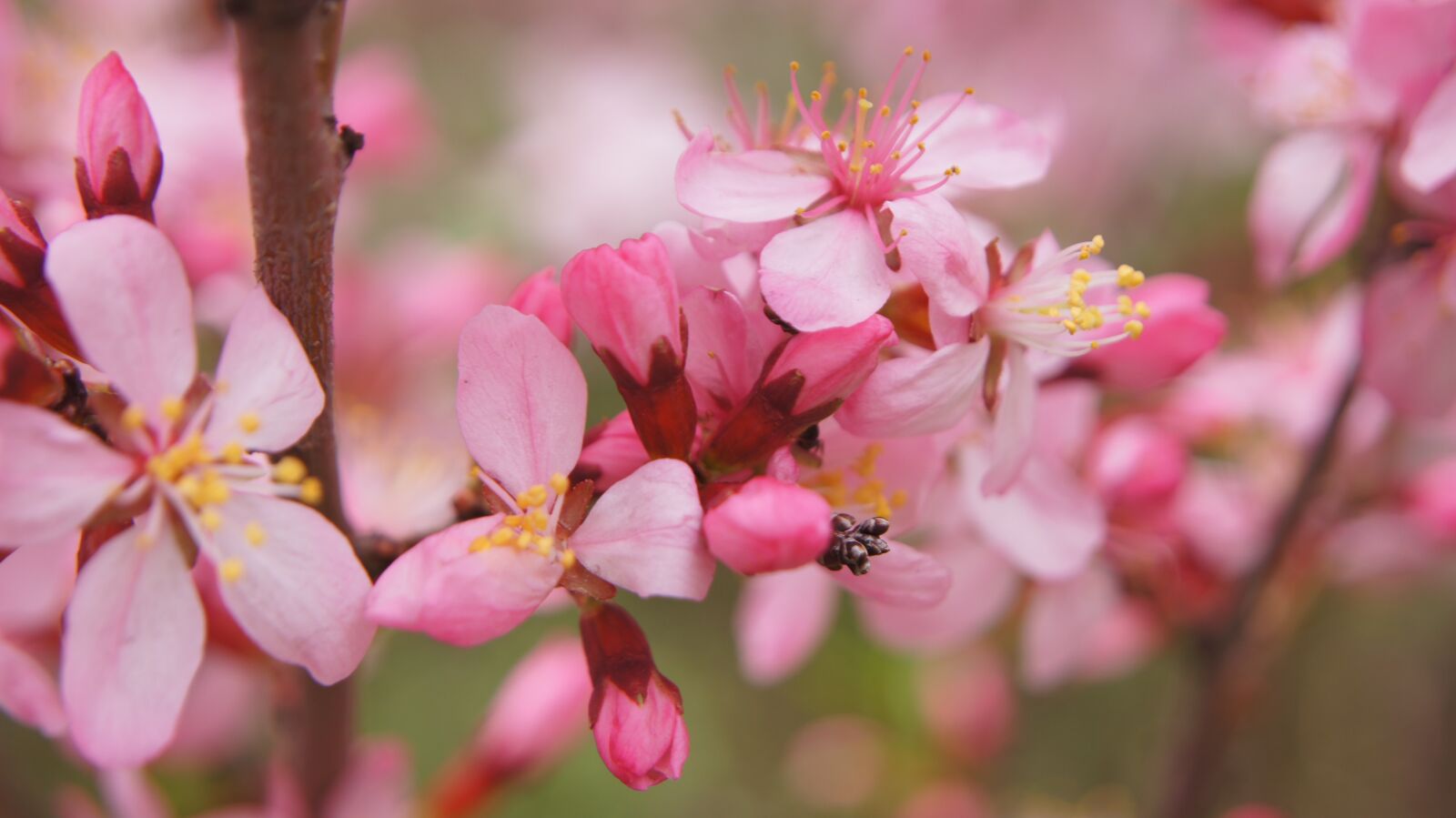 Sony SLT-A55 (SLT-A55V) sample photo. Almond, flower, bush photography