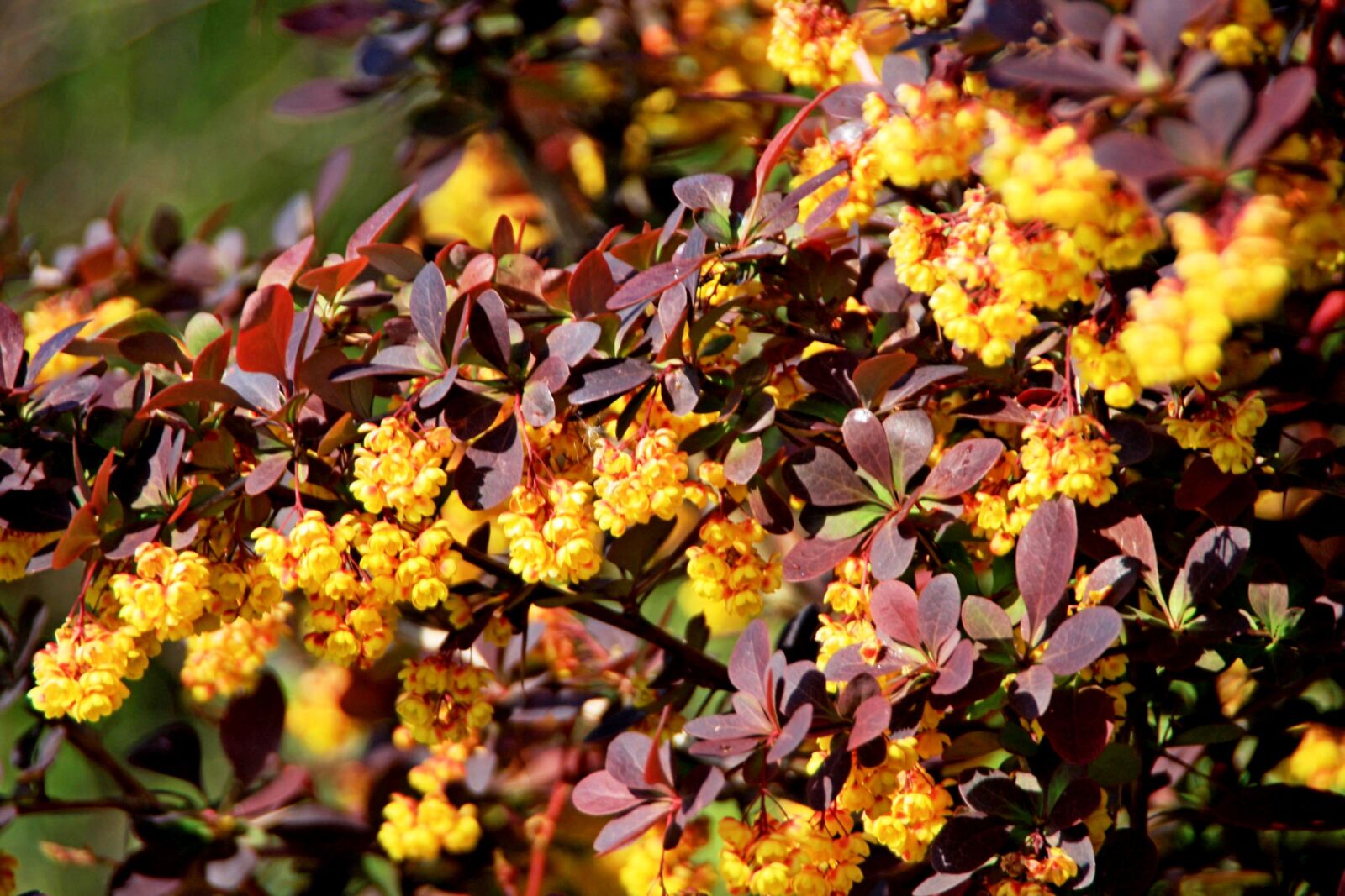 Canon EOS 40D sample photo. Algarve, nature, flower photography