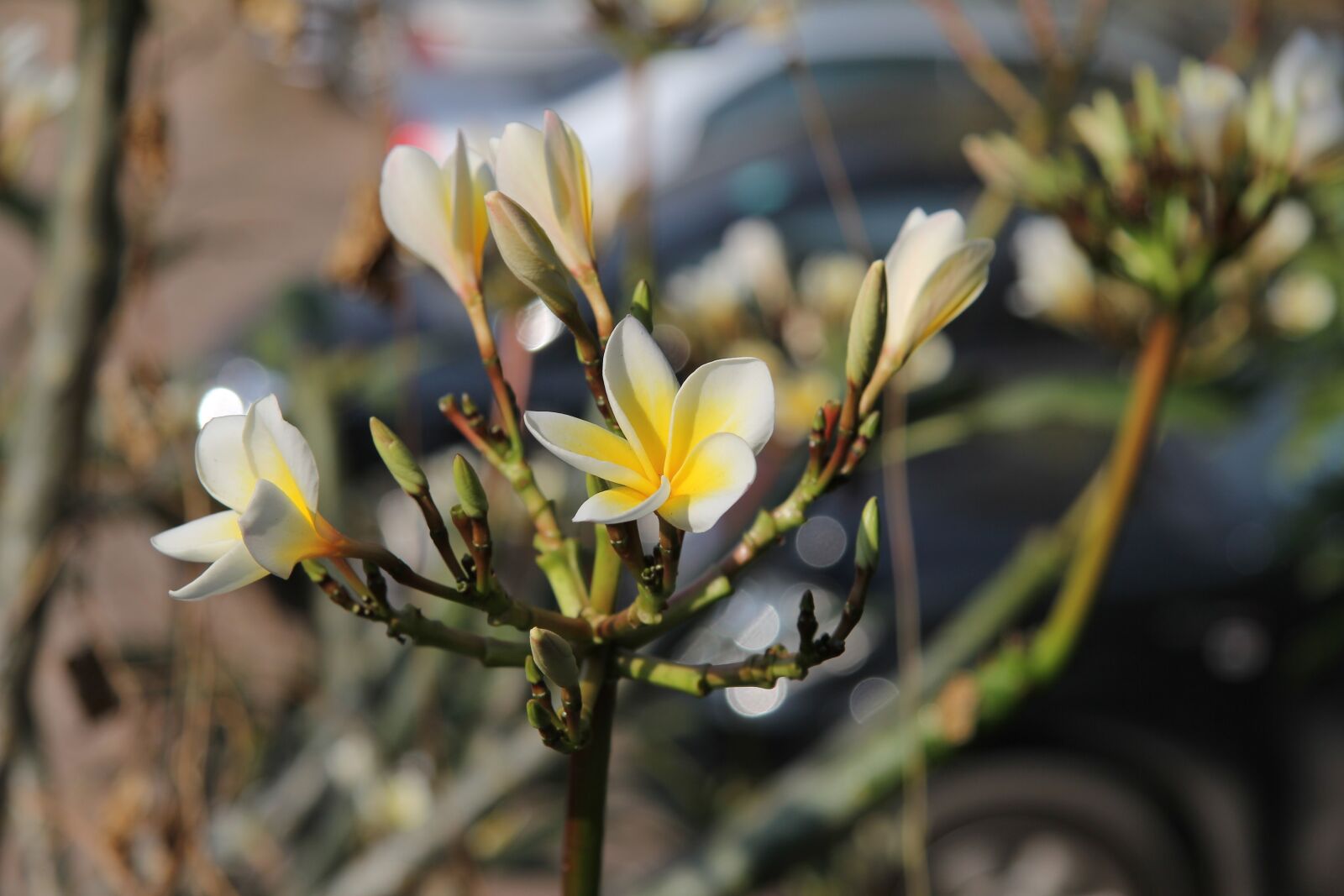 Canon EF-S 17-85mm F4-5.6 IS USM sample photo. More information, petals 5 photography