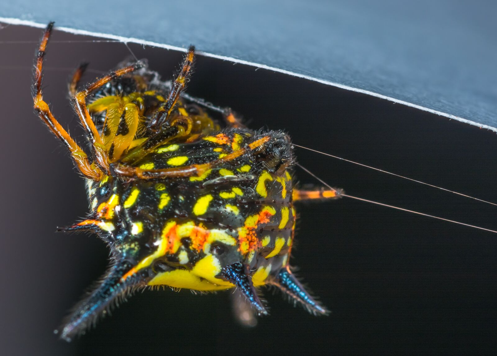 Nikon D5200 sample photo. Small spider, spider, arachnid photography