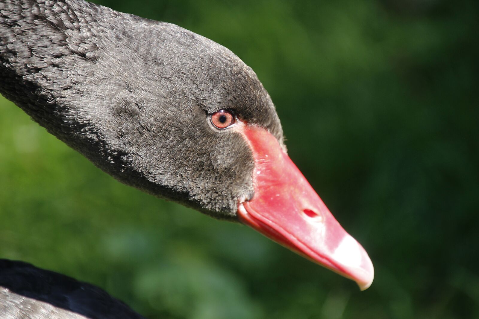 Canon EOS 700D (EOS Rebel T5i / EOS Kiss X7i) sample photo. Swan, black, bird photography