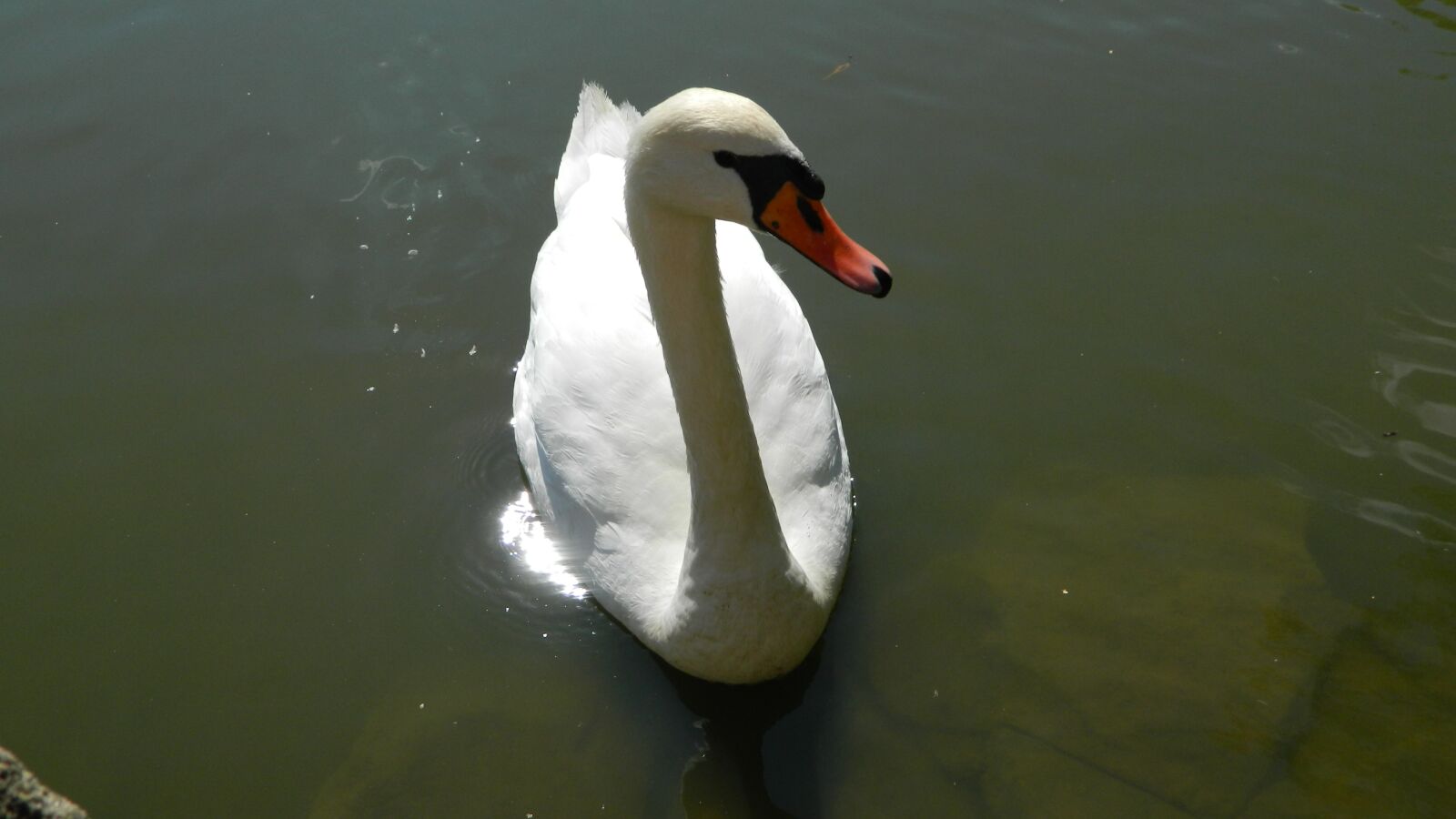 Nikon Coolpix L120 sample photo. Swan, white, water bird photography