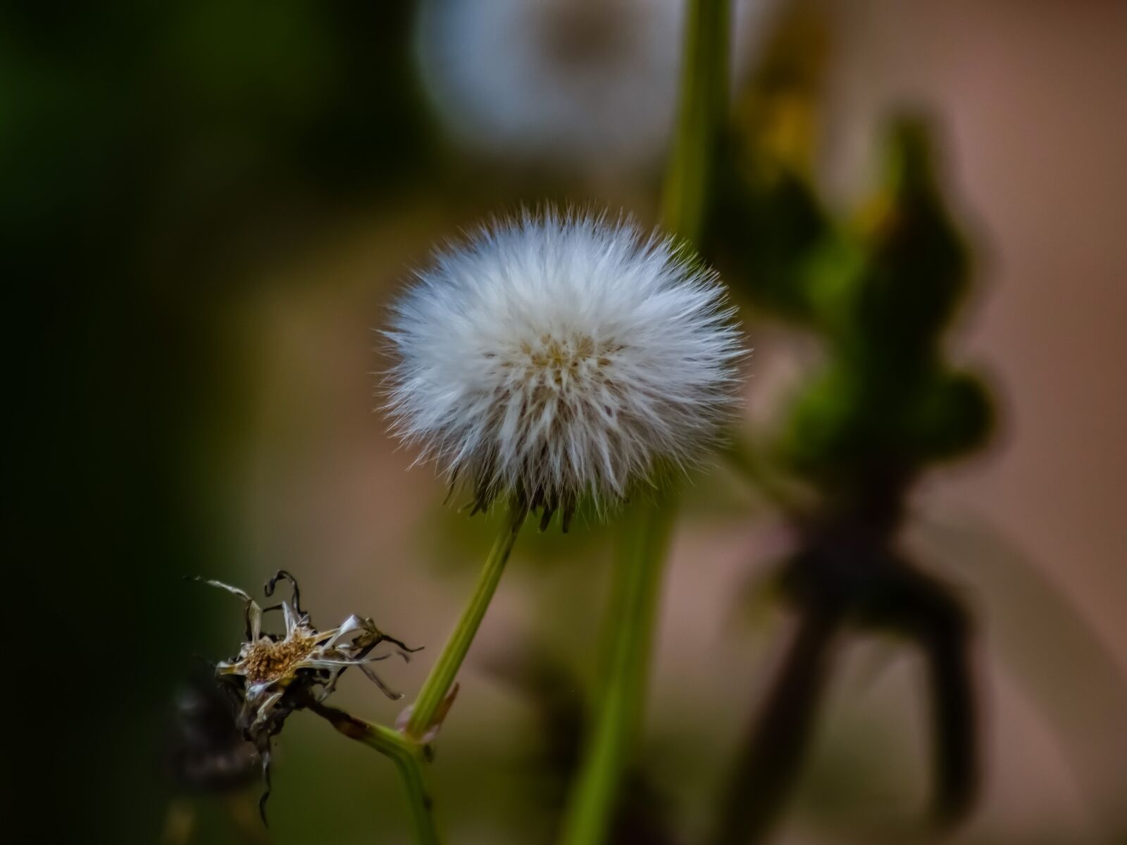 Nikon D3300 sample photo. Flower, flora, nature photography