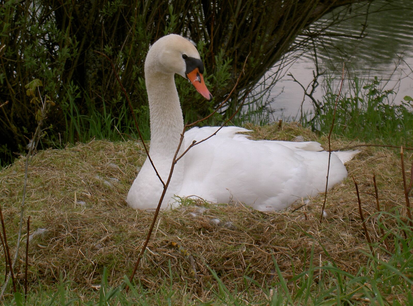 KONICA MINOLTA DIGITAL CAMERA KD-400Z sample photo. Swan, bird, fluffy photography