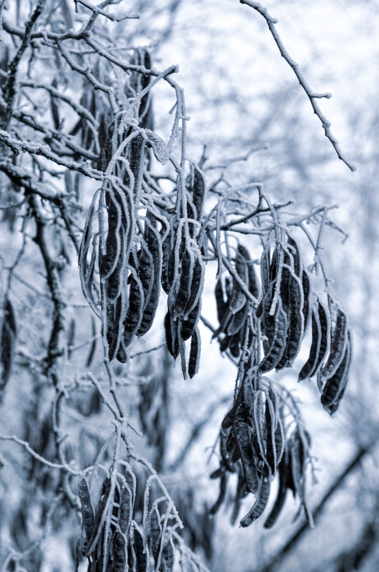 Nikon D90 sample photo. Winter, fruits, tree photography