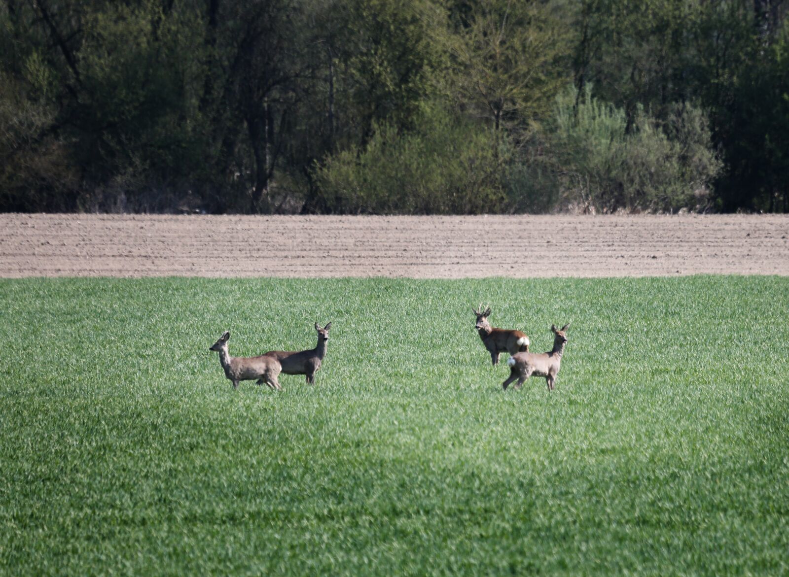 Canon EF 100-400mm F4.5-5.6L IS USM sample photo. Deer, wild animals, roe photography