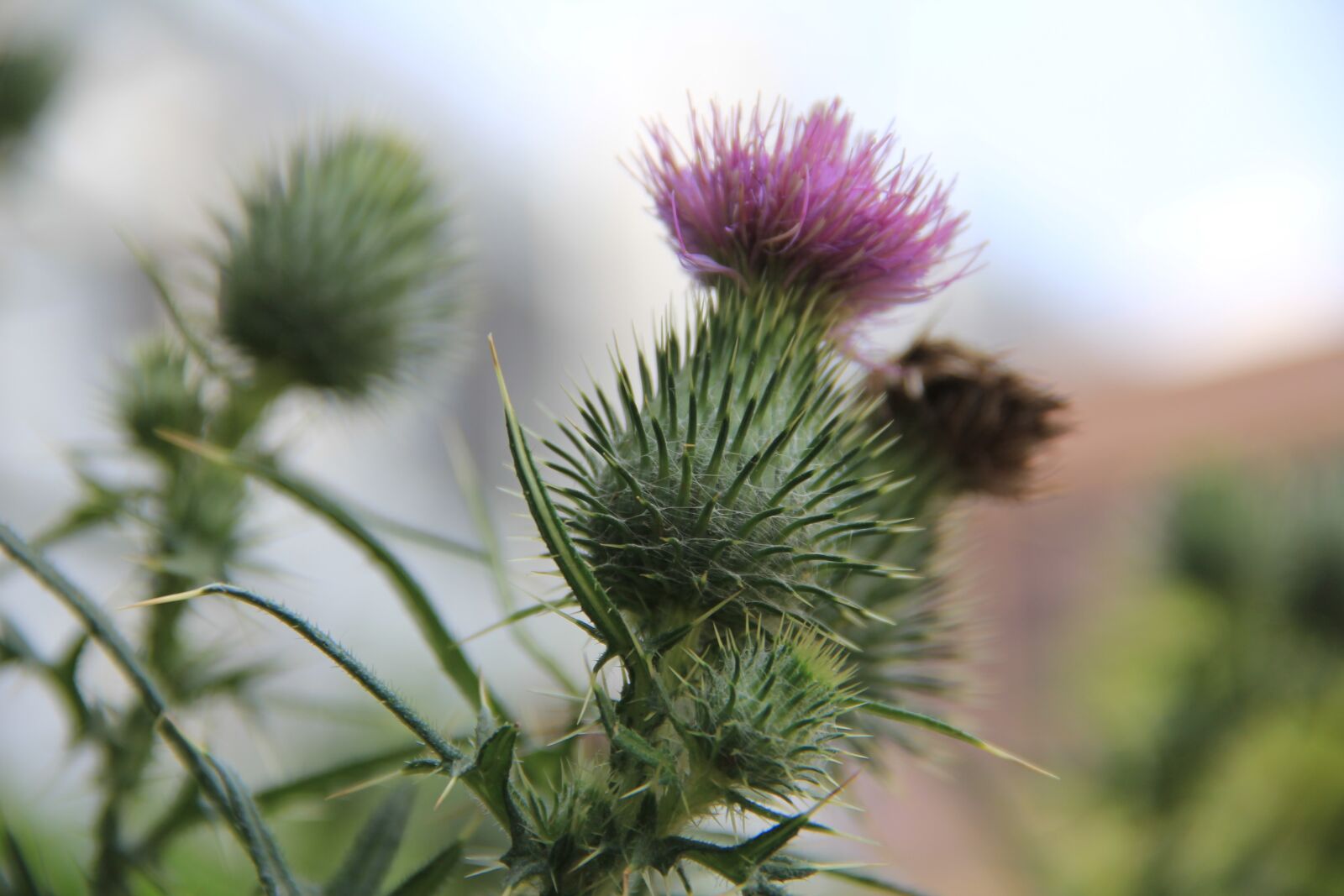 Canon EOS 60D sample photo. Flowers, spines, summer photography