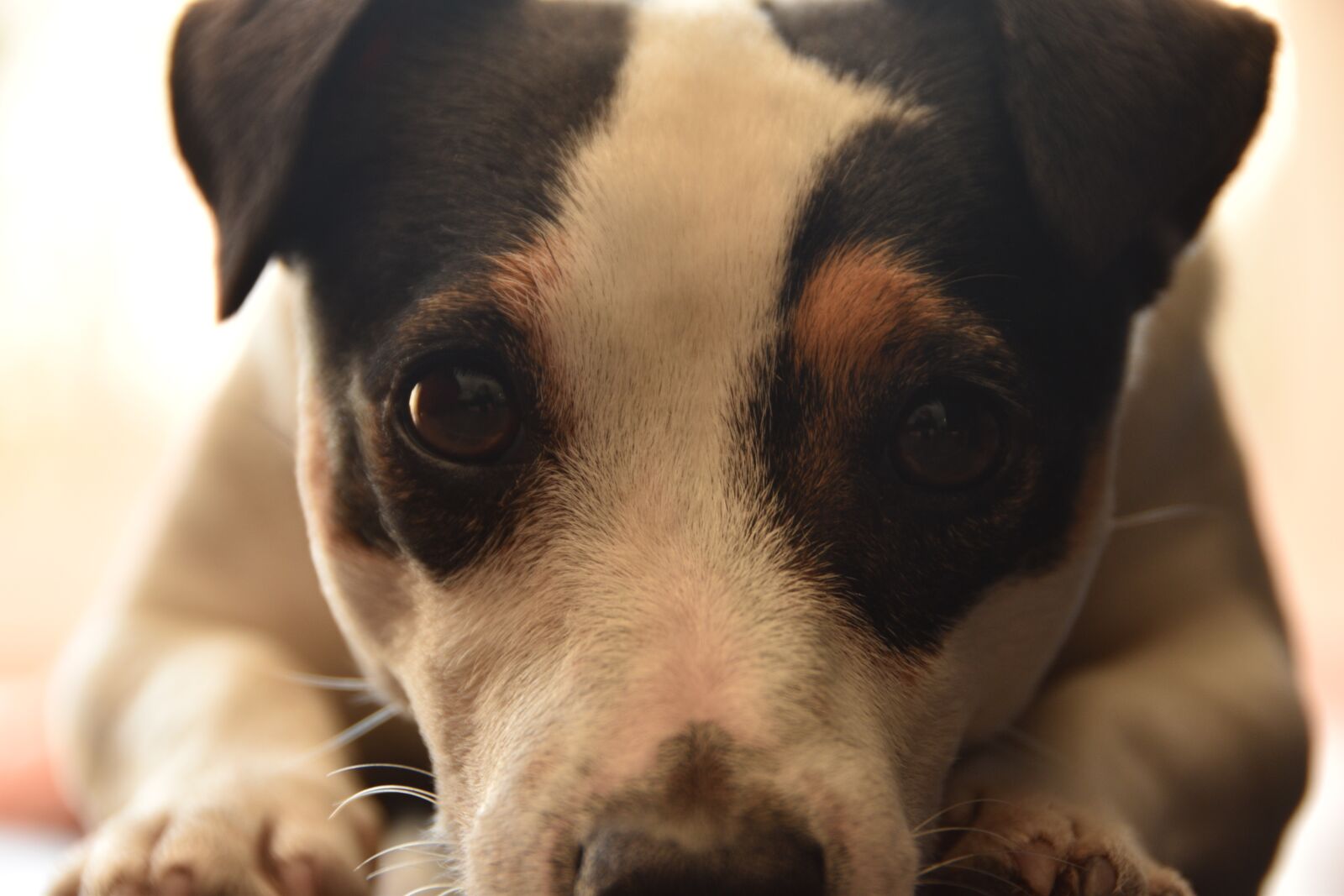 Nikon D5600 sample photo. Jack russel, look, dog photography