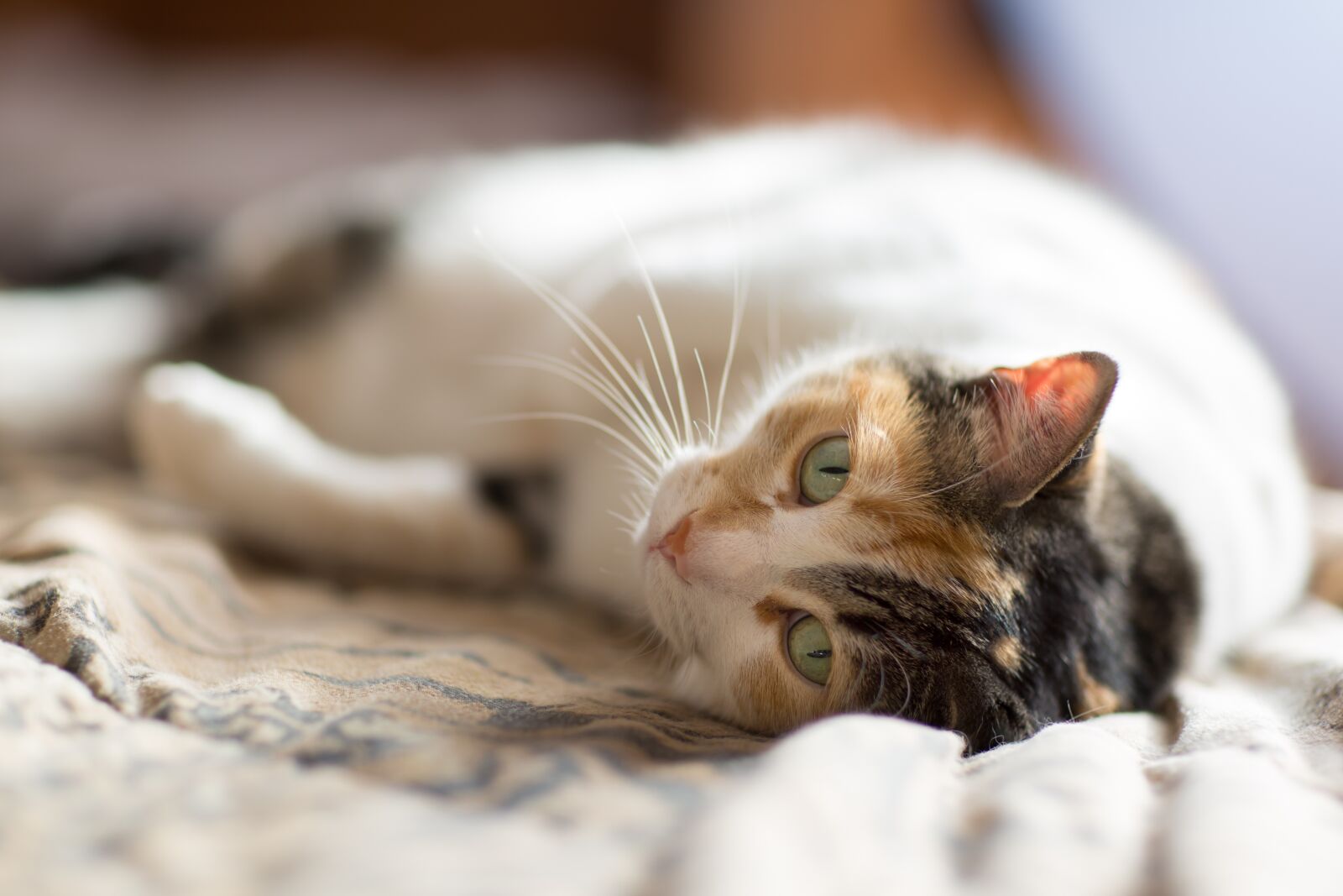 Canon EF 85mm F1.2L II USM sample photo. Cat, feline, animal photography