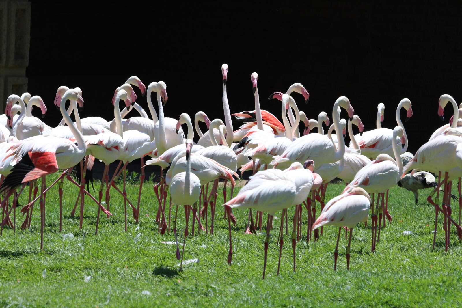 Tamron SP 150-600mm F5-6.3 Di VC USD sample photo. Flock, of, white, flamingoes photography