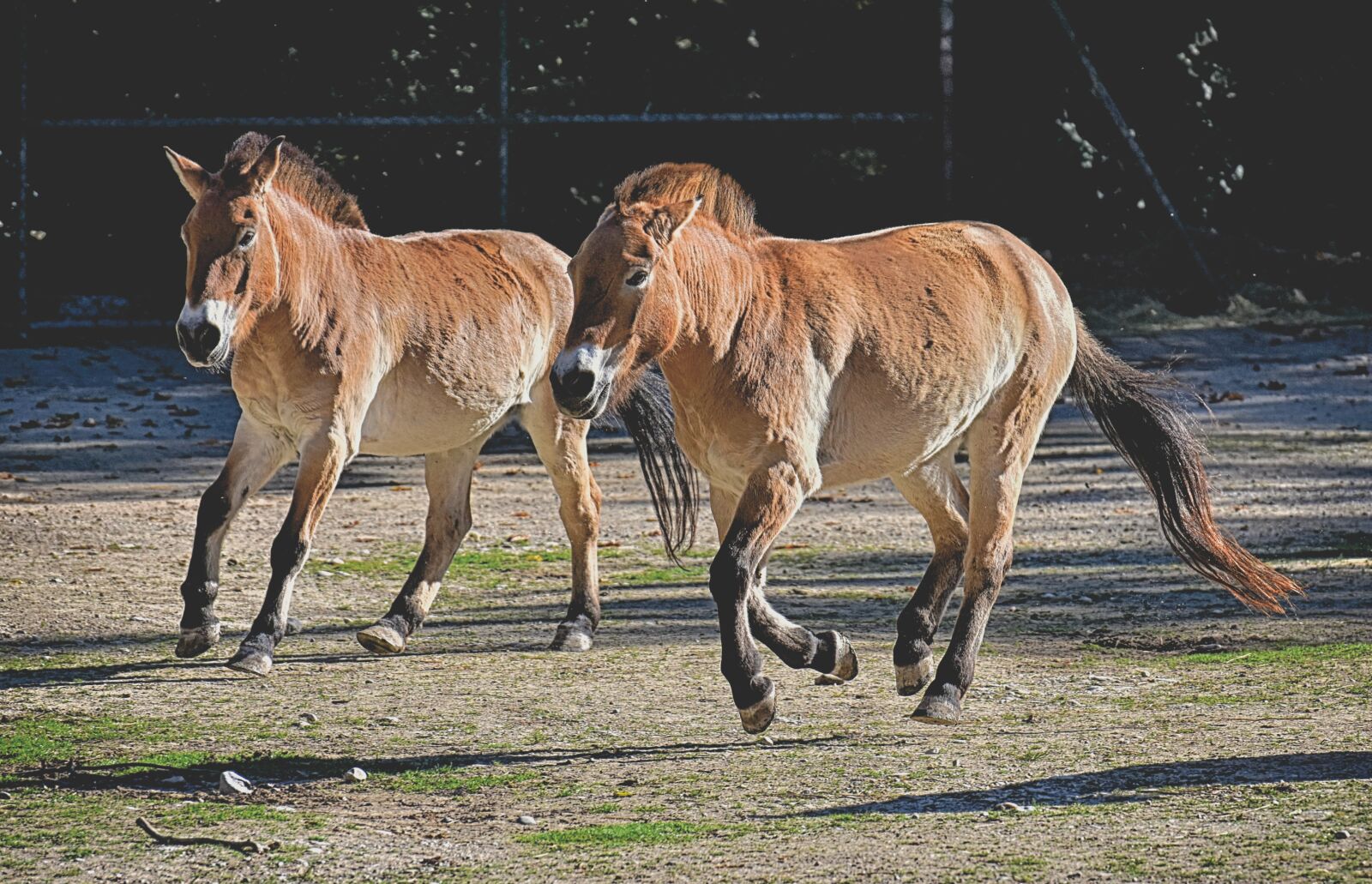 Nikon D7200 sample photo. Przewalski, tahki, horses photography