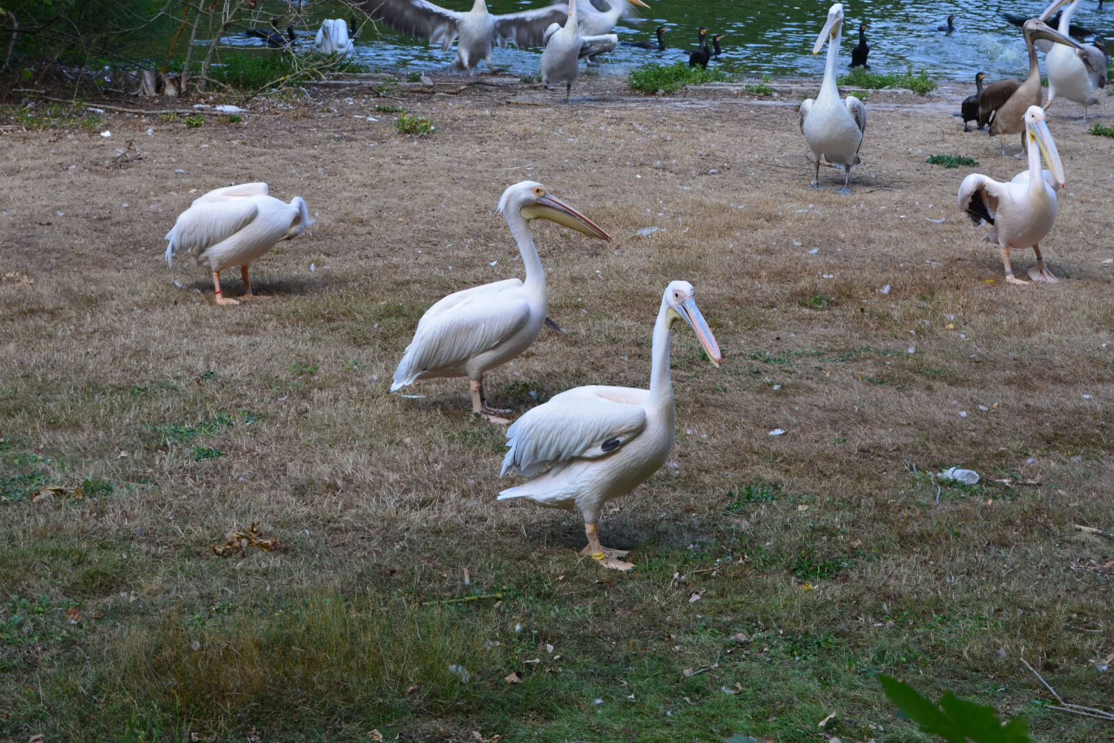 Nikon D5200 sample photo. Pelicans, meadow, nature photography