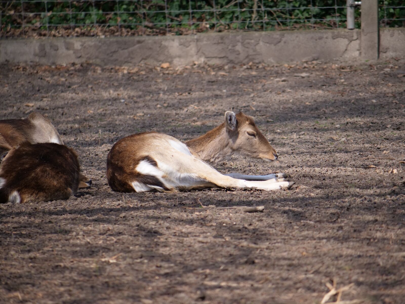 Panasonic Lumix DC-GH5 sample photo. Hirsch, roe deer, concerns photography