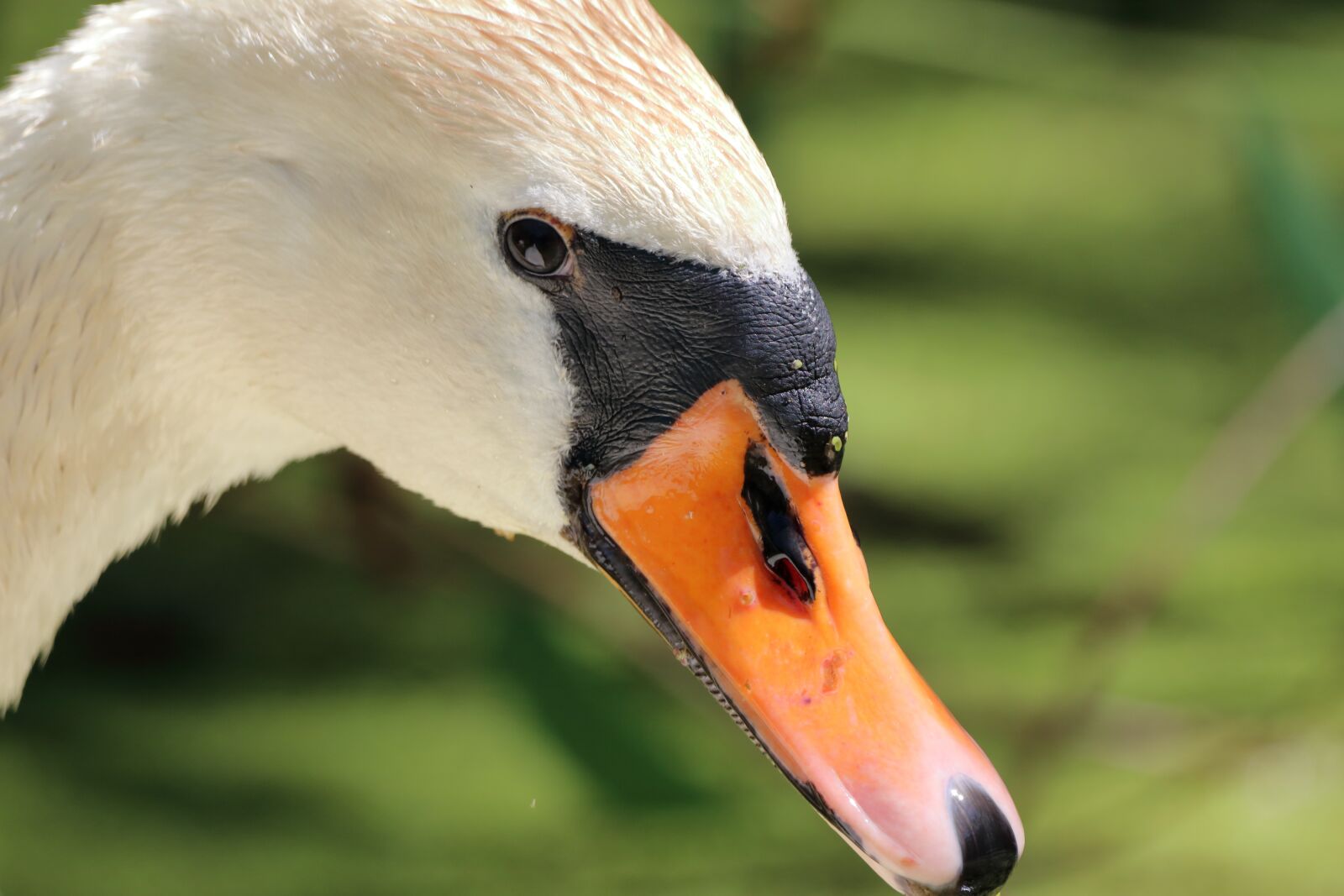 150-600mm F5-6.3 DG OS HSM | Contemporary 015 sample photo. Bird, nature, animal photography