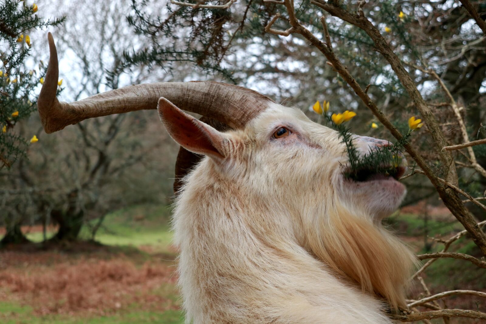 Canon PowerShot G1 X Mark III sample photo. Animal, goat, horns photography