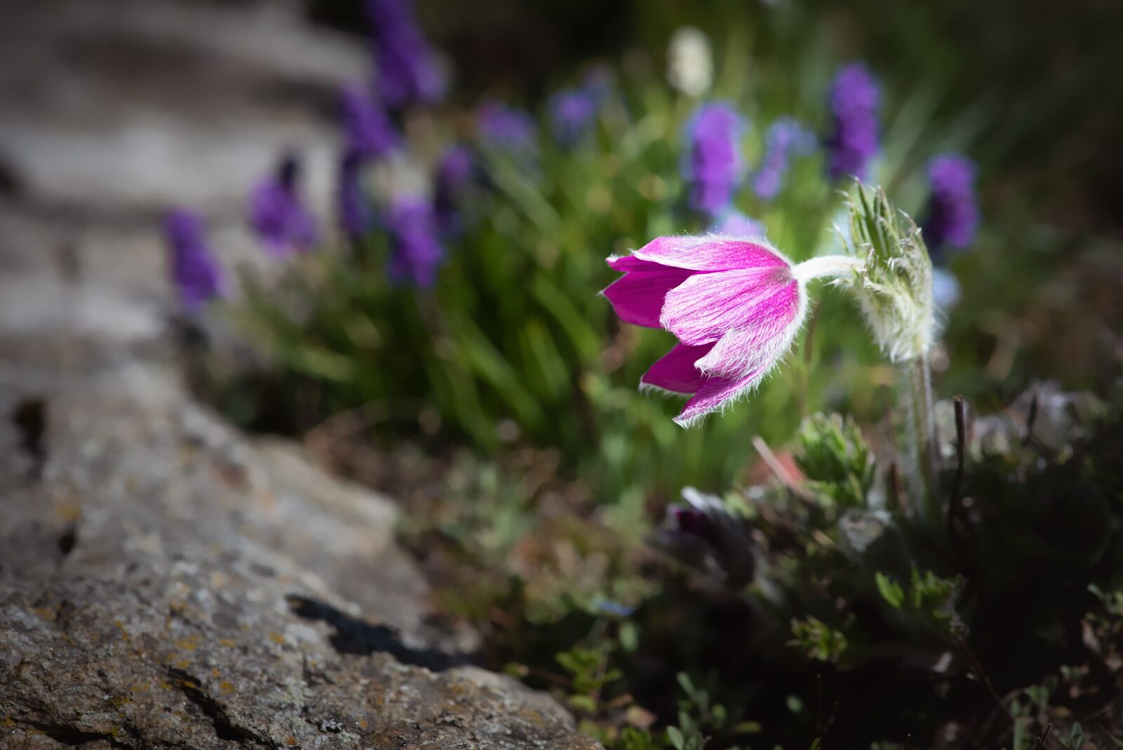 Nikon D750 sample photo. Anemone, flower, blossom photography