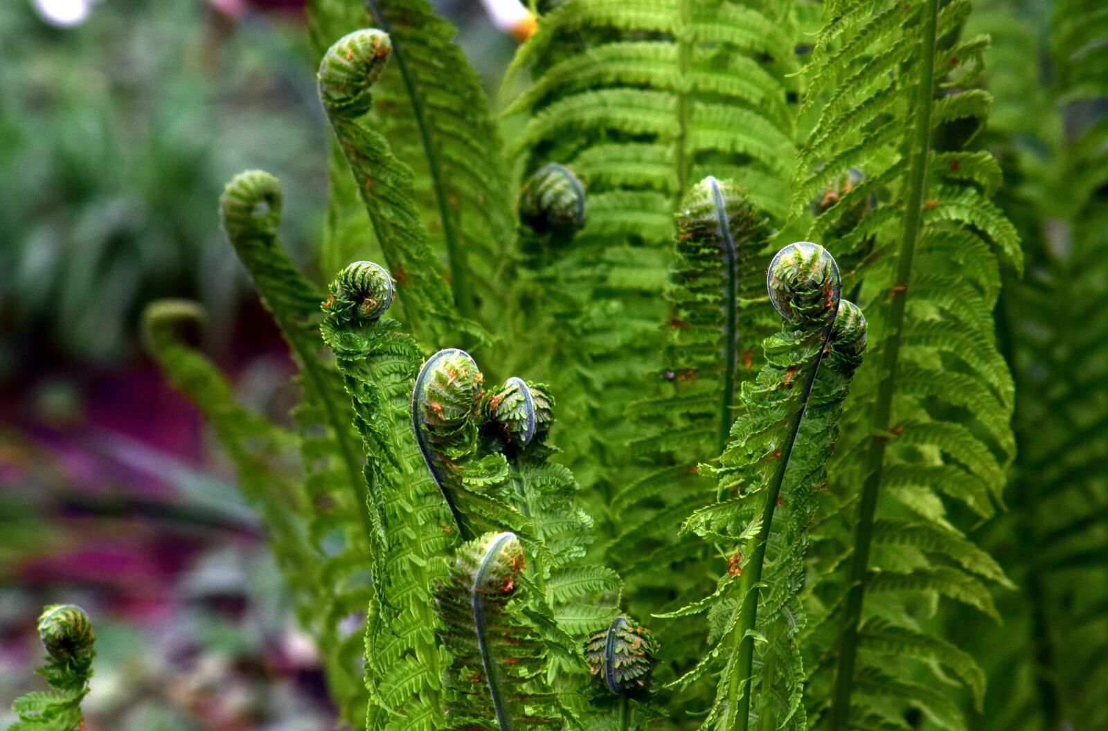 Nikon D3300 sample photo. Fern, macro, garden, flora photography