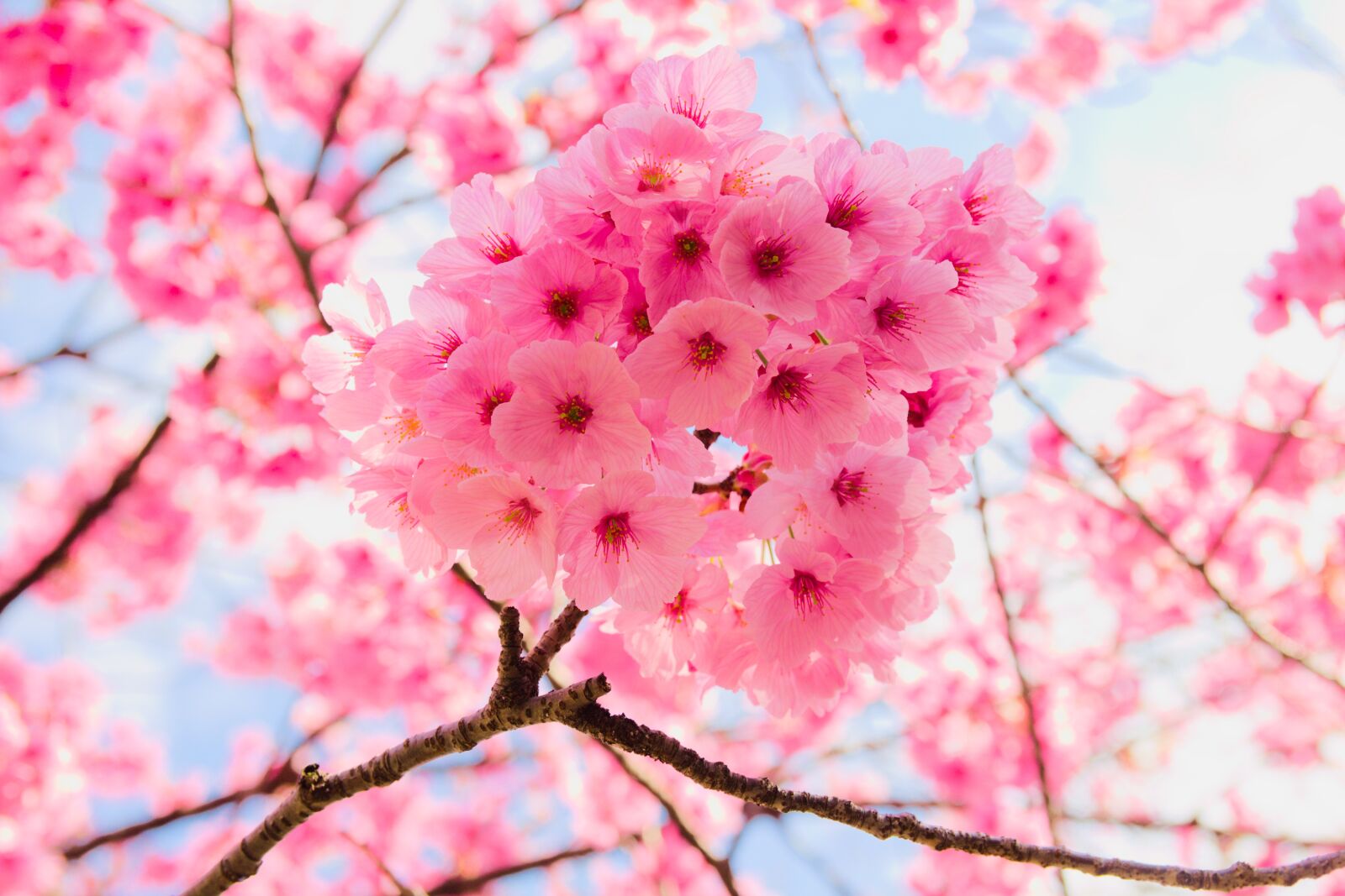 Canon EOS 700D (EOS Rebel T5i / EOS Kiss X7i) sample photo. Branch, flower, flora photography