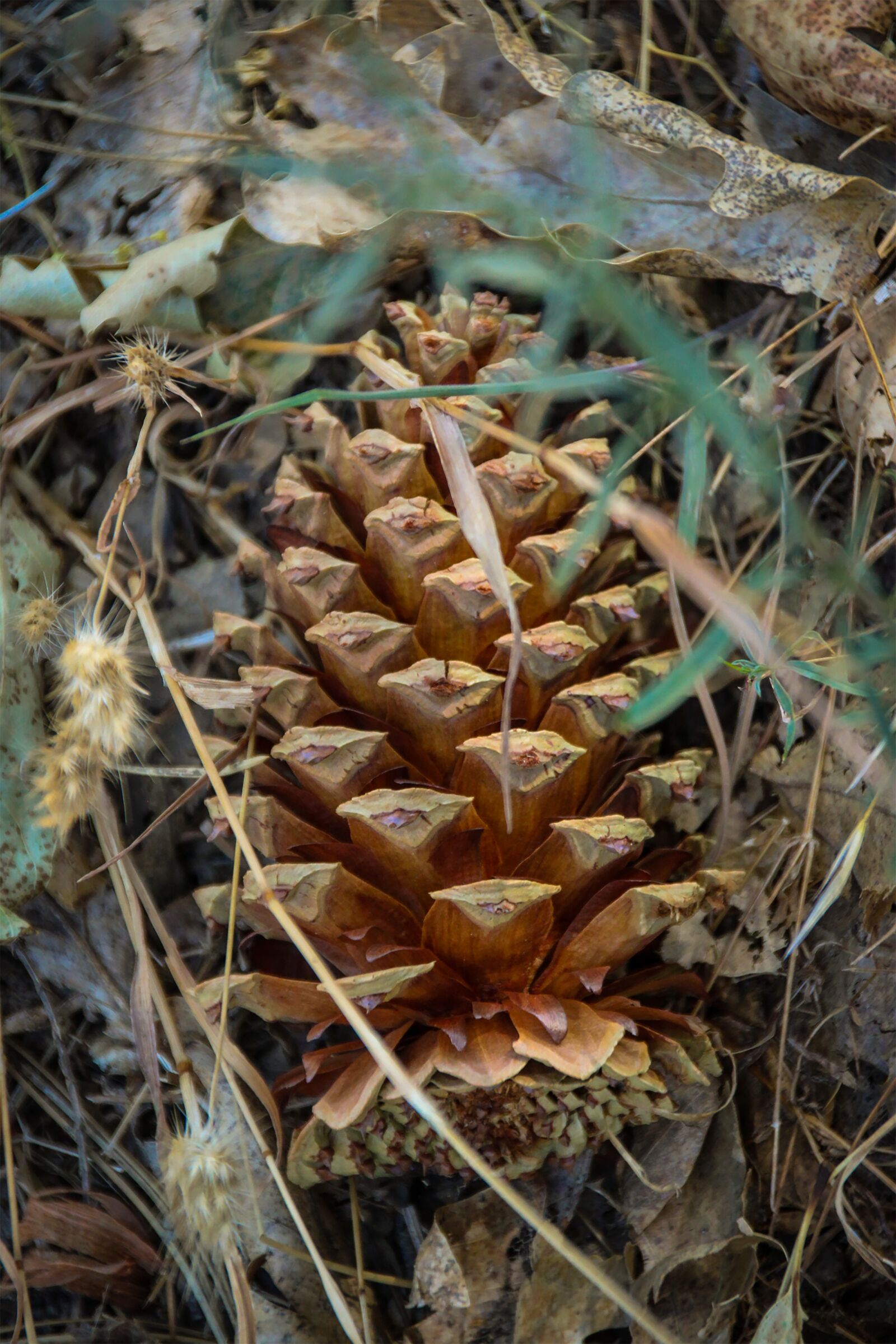 Canon EOS 600D (Rebel EOS T3i / EOS Kiss X5) sample photo. Pinecone, nature, forest photography