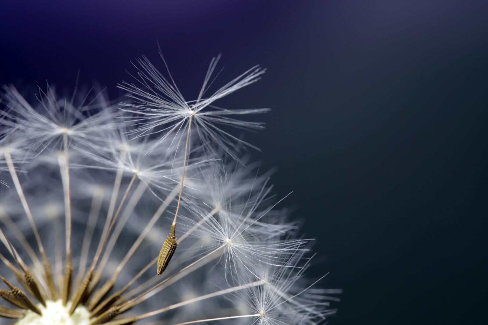 Canon EOS 6D Mark II sample photo. Dandelion, seeds, plants photography