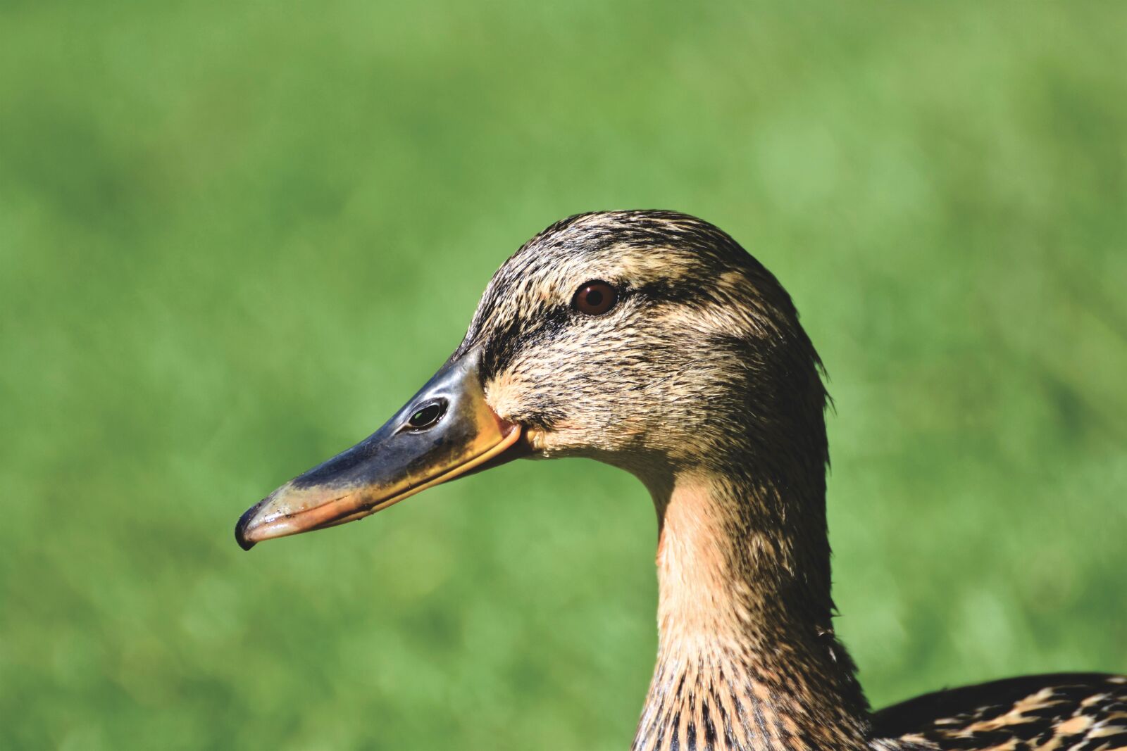 Nikon D7200 sample photo. Mallard, duck, water bird photography