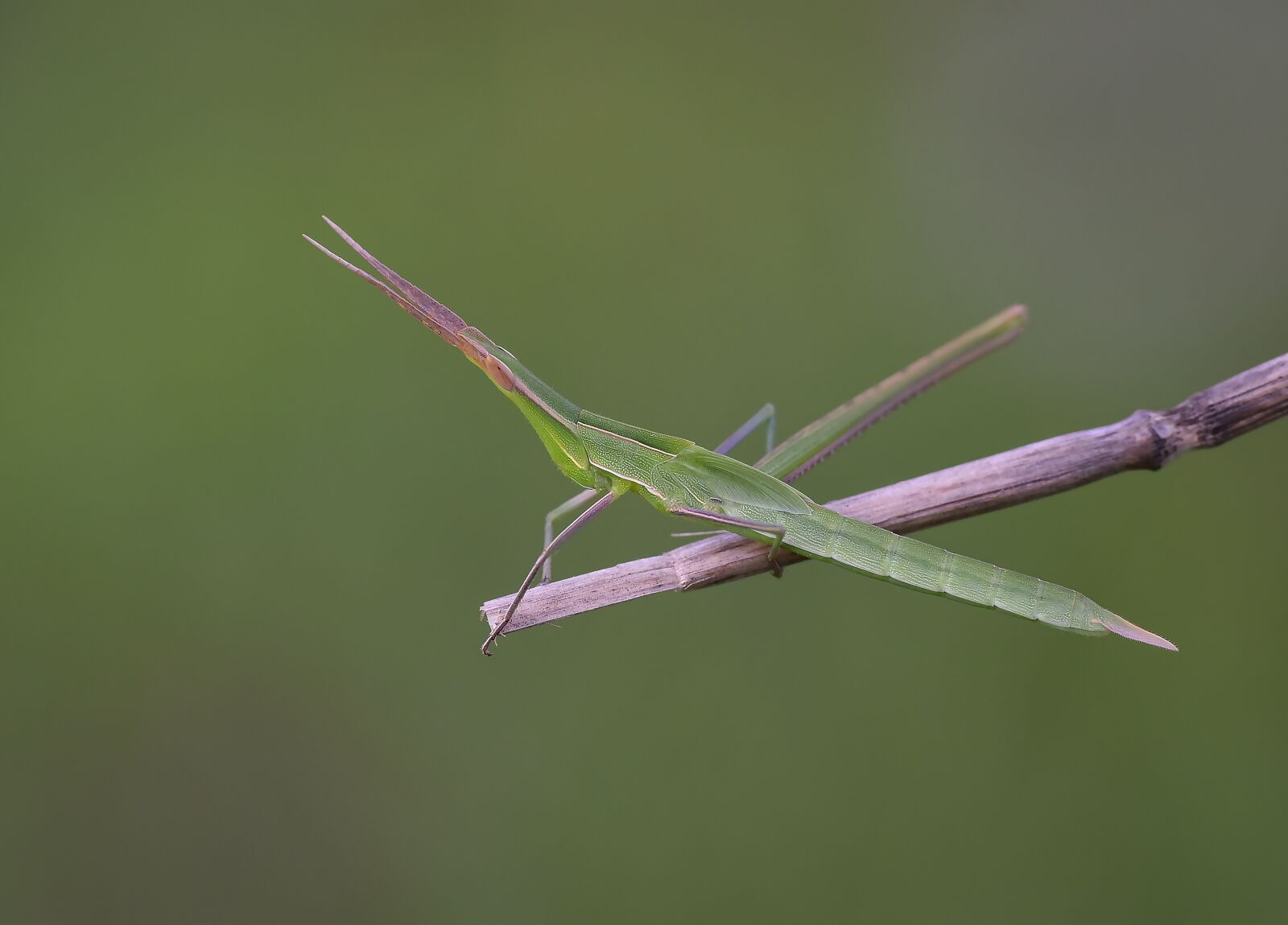 Nikon D750 sample photo. Macro, wild, doğa photography