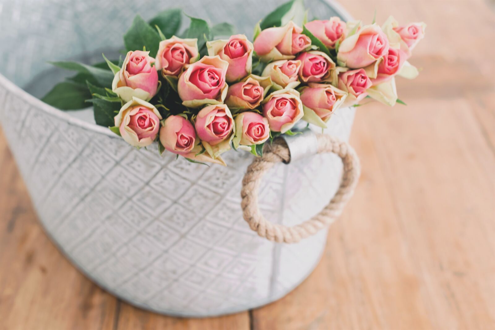 Nikon D800 sample photo. Pink, roses, flowers photography