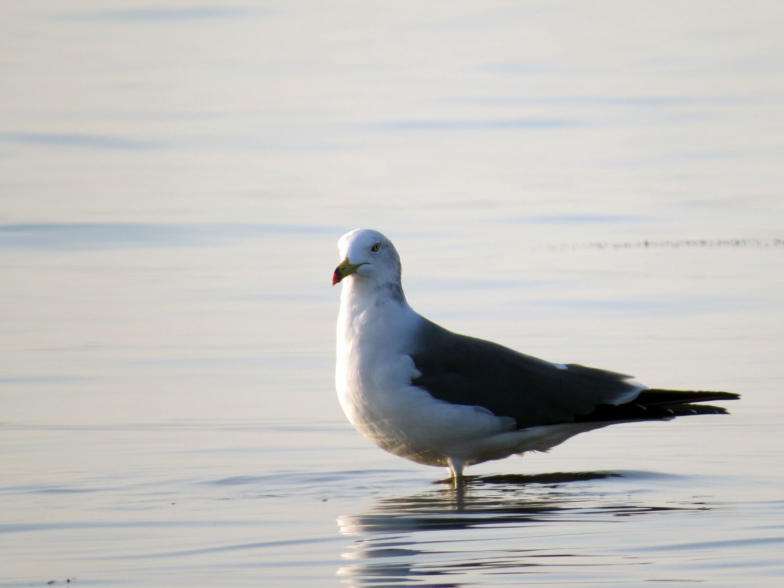 Canon PowerShot SX50 HS sample photo. Seagull, sea birds, the photography