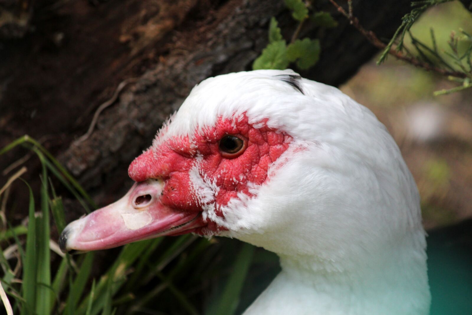 Canon EOS 650D (EOS Rebel T4i / EOS Kiss X6i) sample photo. Muscovy duck, indoutka, cairina photography