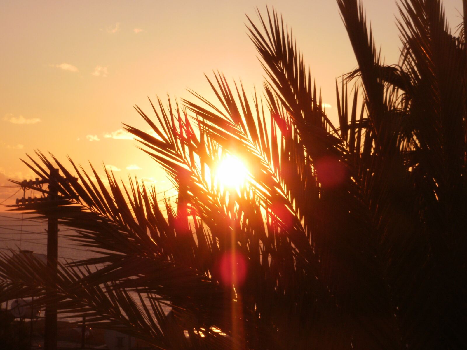 Olympus FE46,X41,X42 sample photo. Sun, palm, cyprus photography
