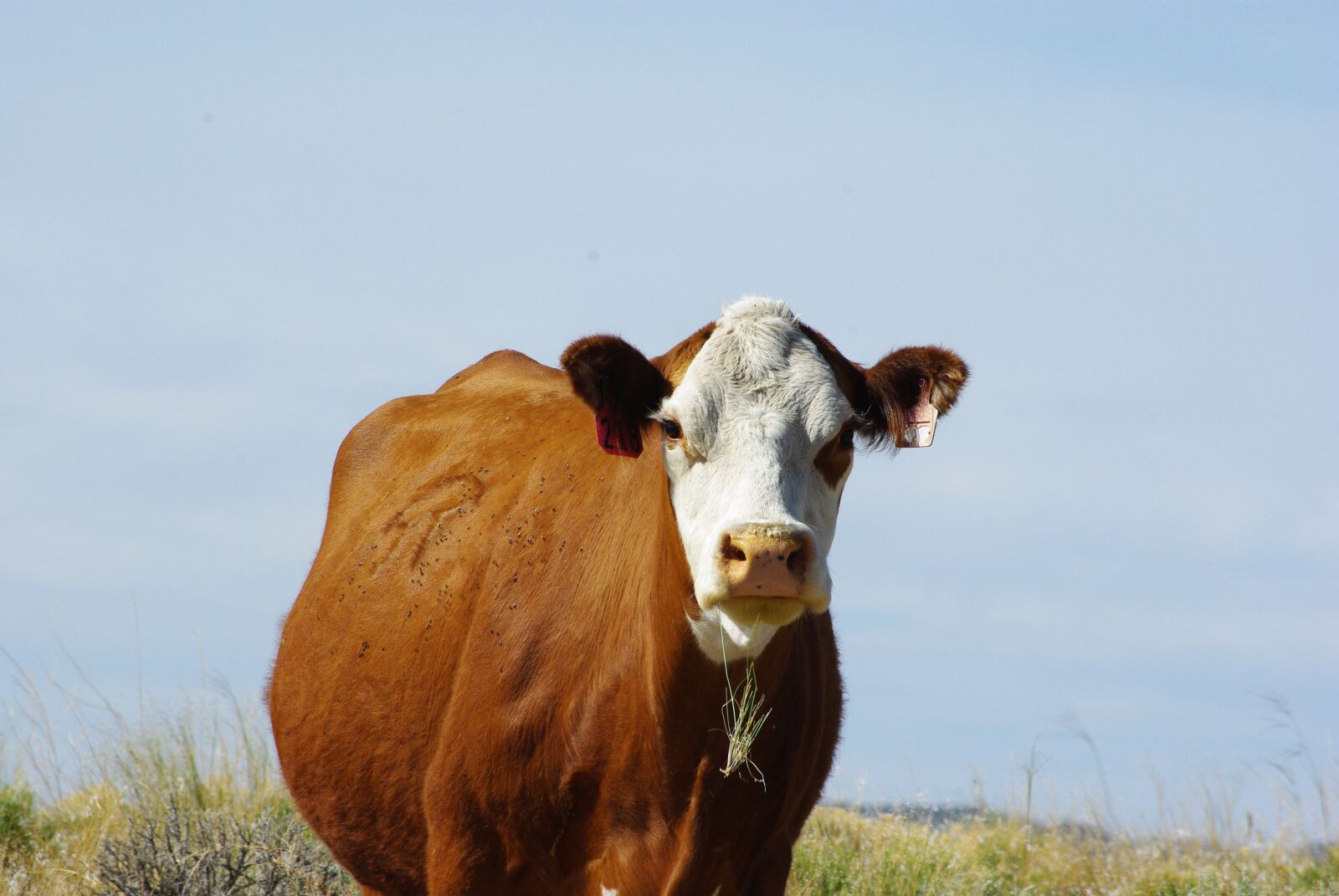 Pentax K200D sample photo. Cow, bovine, field photography