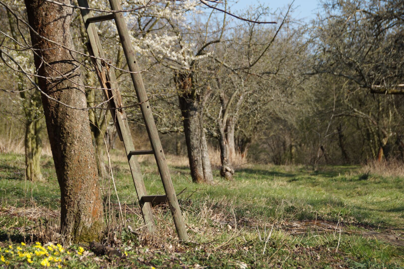 Sony SLT-A58 sample photo. Sets, garden, ladder photography