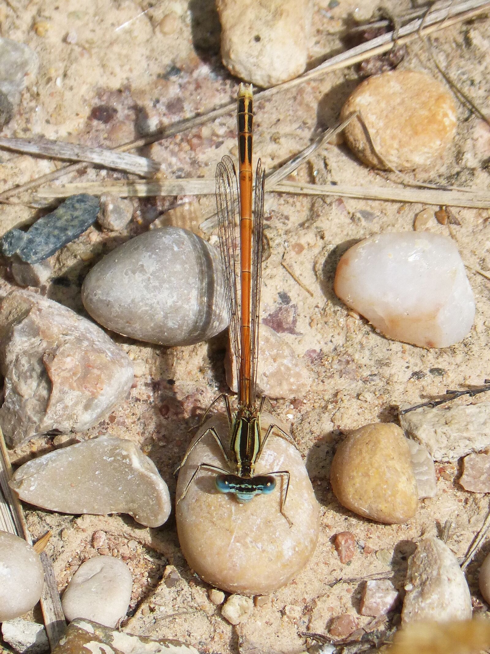 Panasonic DMC-FZ62 sample photo. Platycnemis acutipennis, orange dragonfly photography