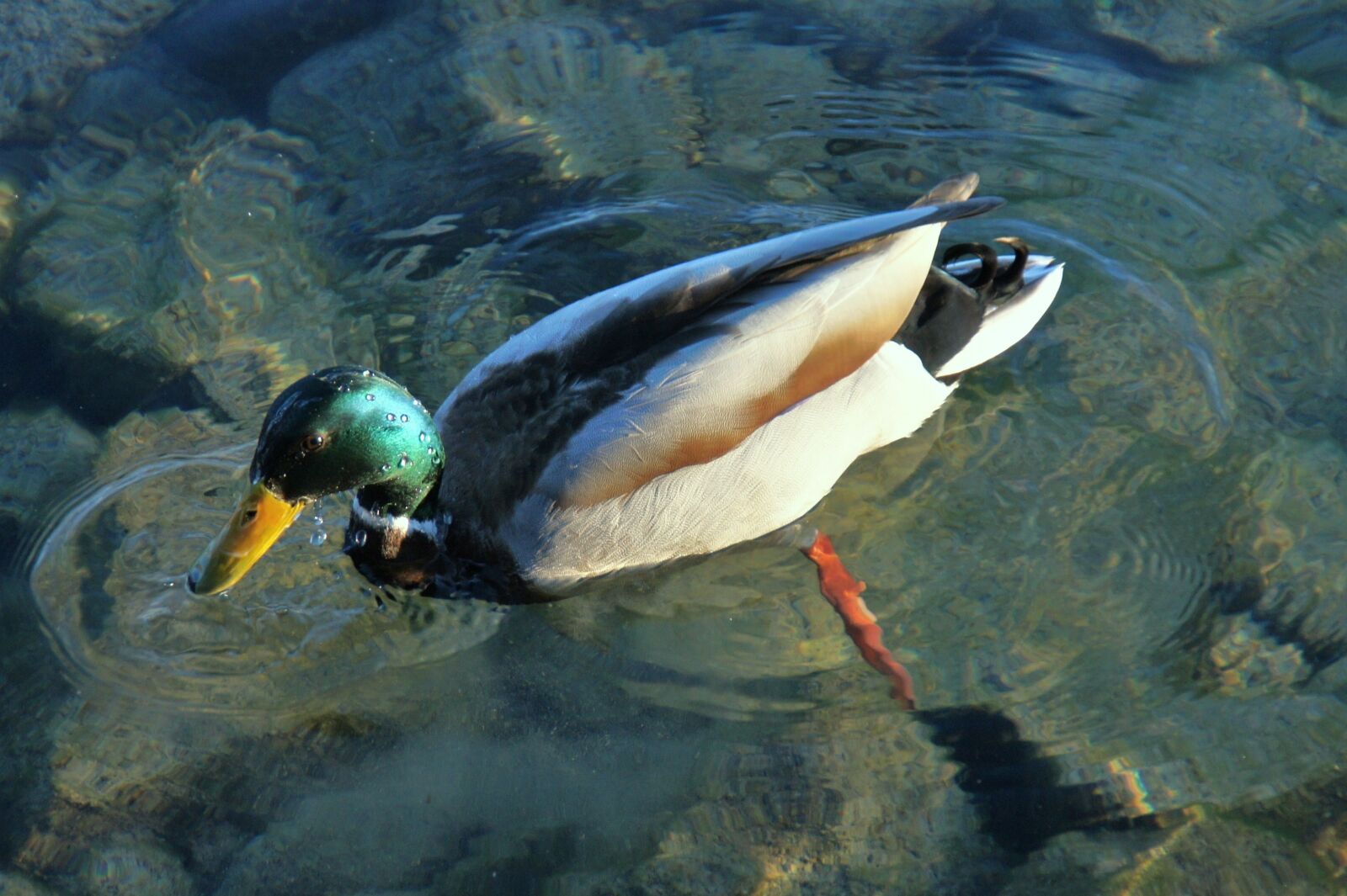 Sony Alpha DSLR-A550 sample photo. Mallard, drake, duck photography