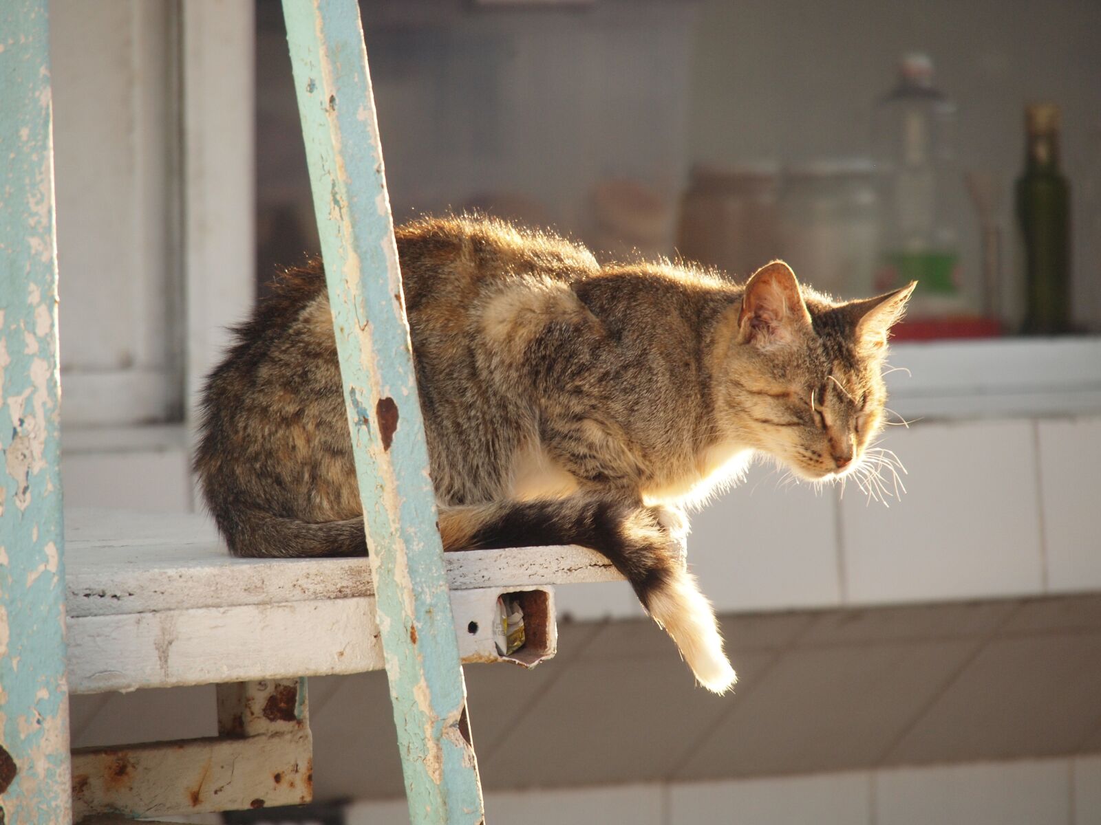 Olympus PEN E-P2 sample photo. Cat, rest, animals photography