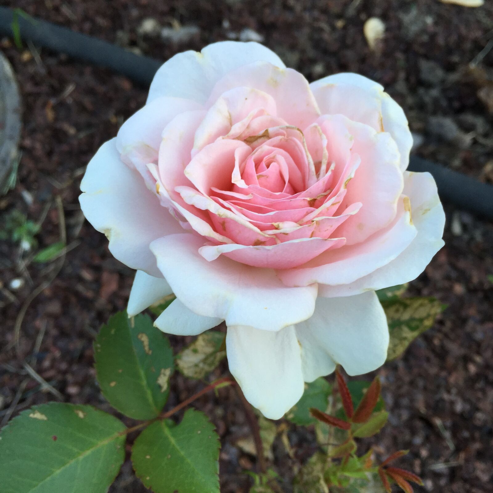 Apple iPhone 6 sample photo