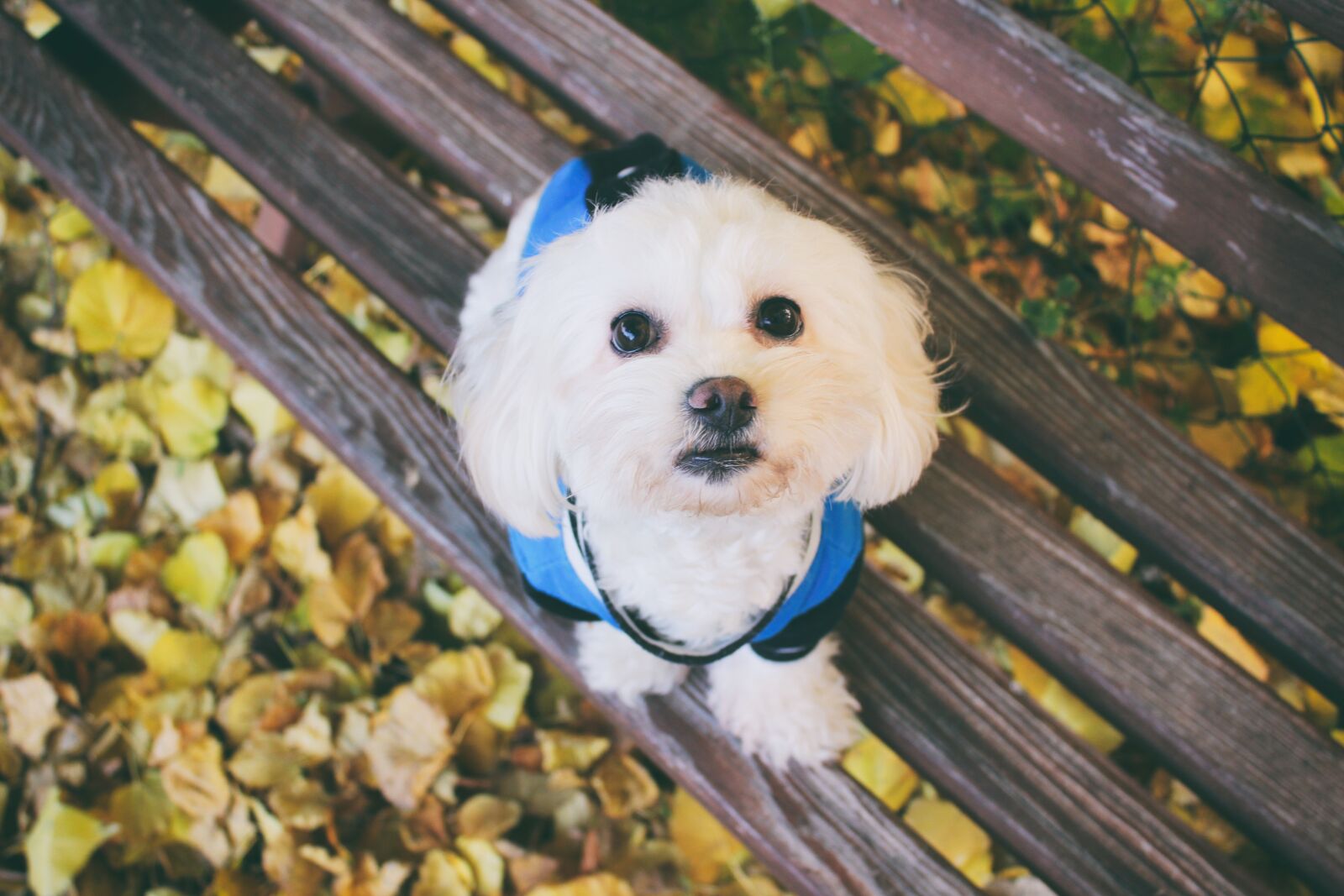 Canon EOS 600D (Rebel EOS T3i / EOS Kiss X5) sample photo. Maltese dog, dog, animal photography