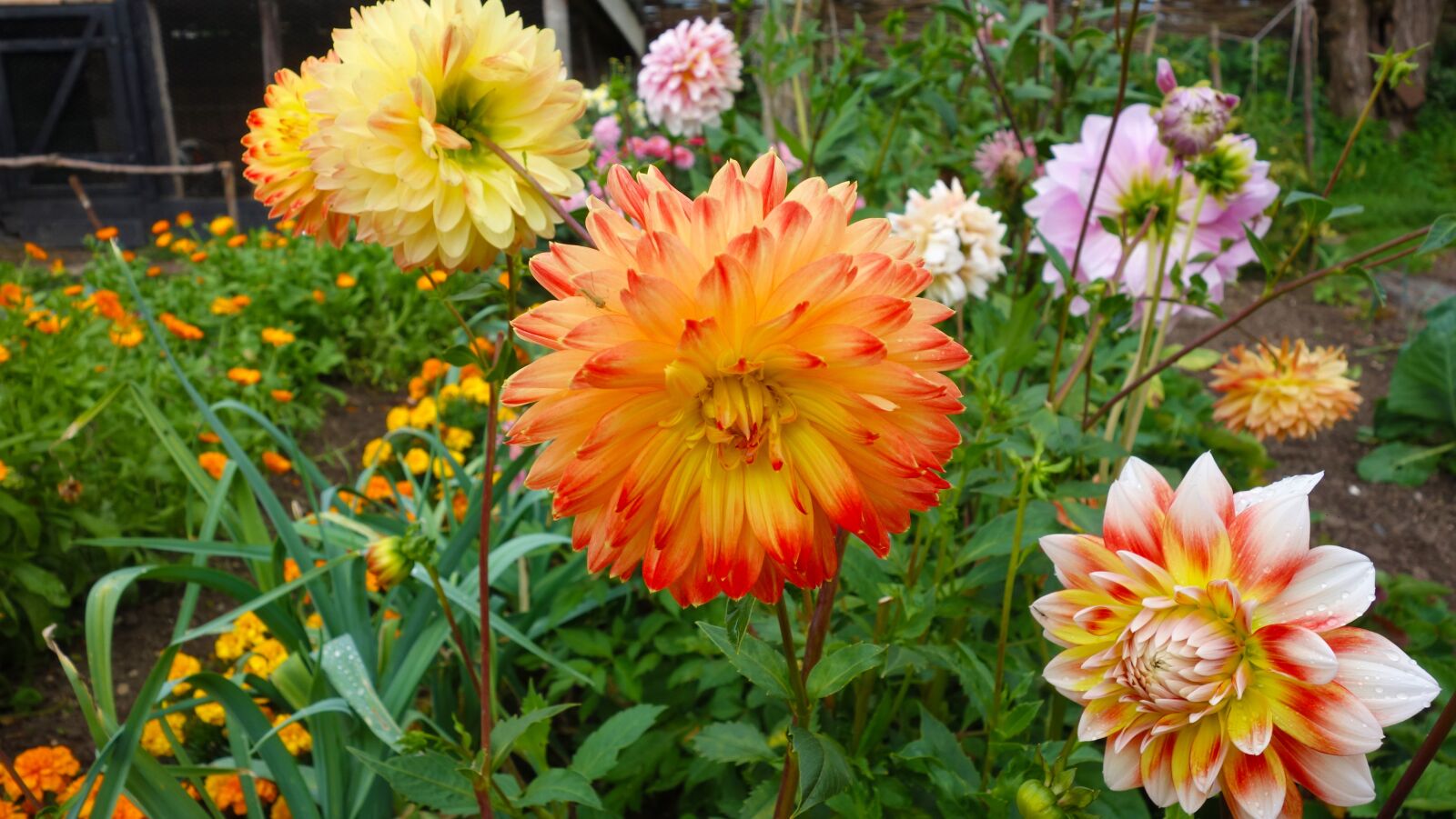 Sony Cyber-shot DSC-RX100 sample photo. Flowers, wild garden, garden photography