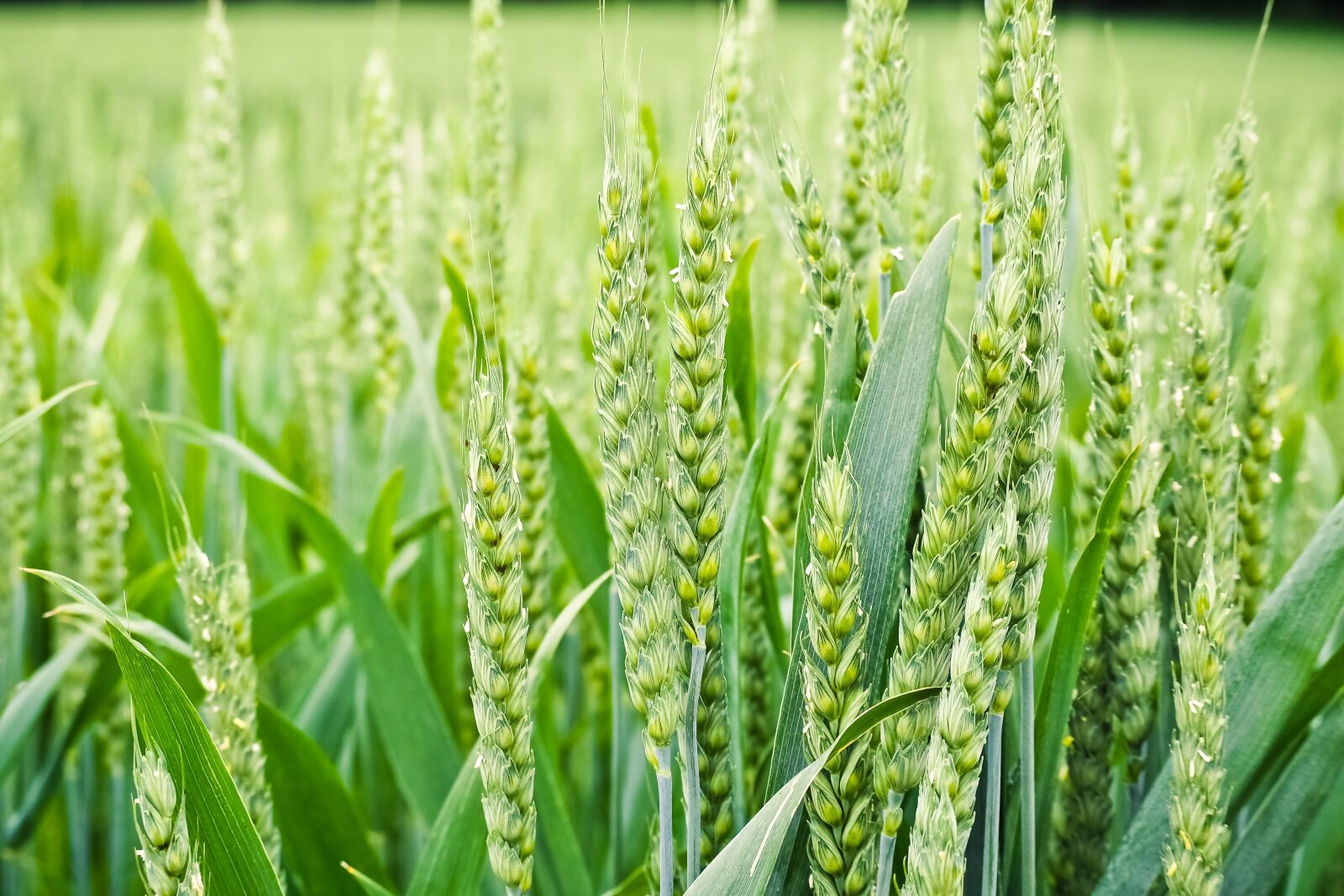 Olympus OM-D E-M10 sample photo. Nature, spike, cereals photography