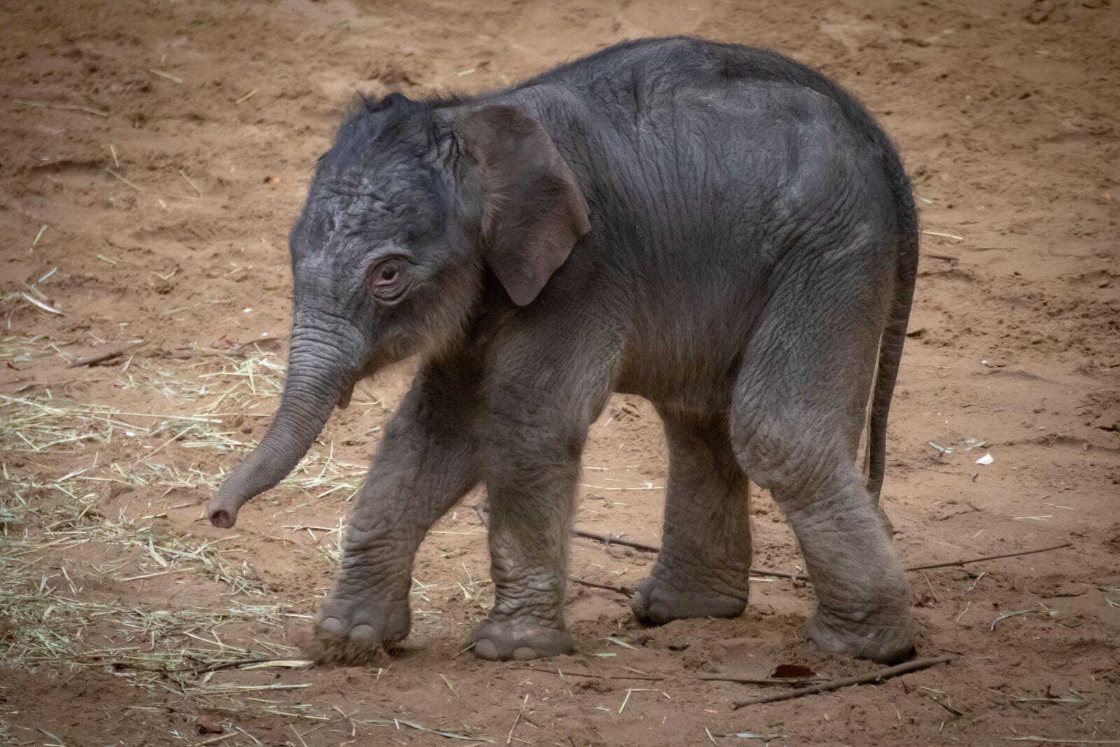 Canon EOS 200D (EOS Rebel SL2 / EOS Kiss X9) sample photo. Elephant, young animal, baby photography
