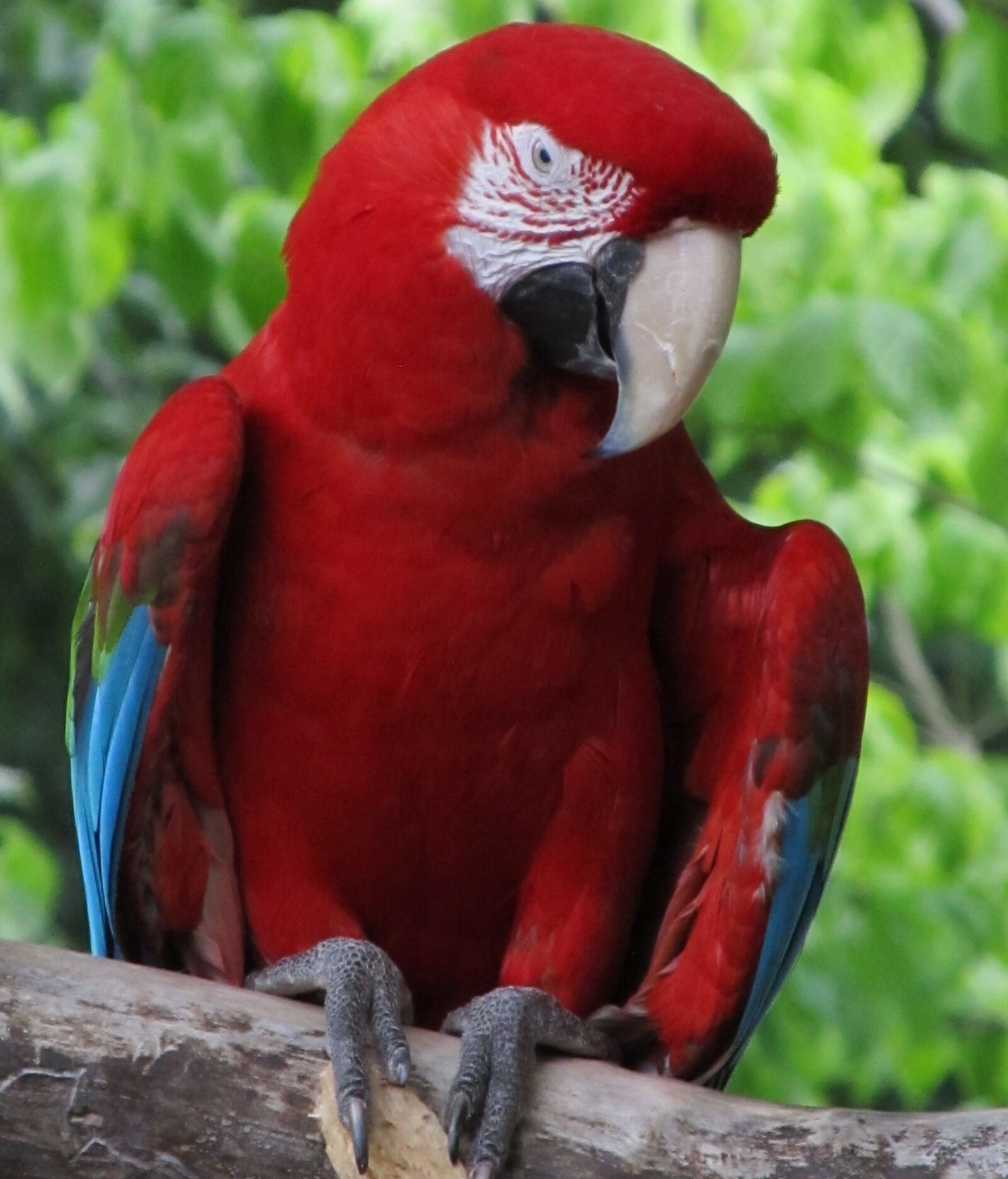 Canon PowerShot SX130 IS sample photo. Macaw, parrot, bird photography